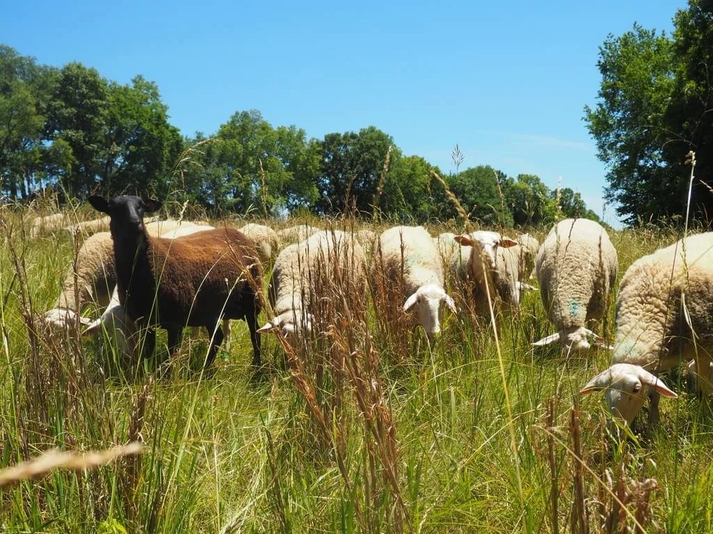 brown ewe on lookout in pasture-2.jpeg
