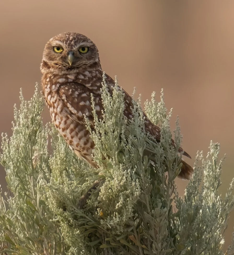 Burrowing Owls -4-D.jpg