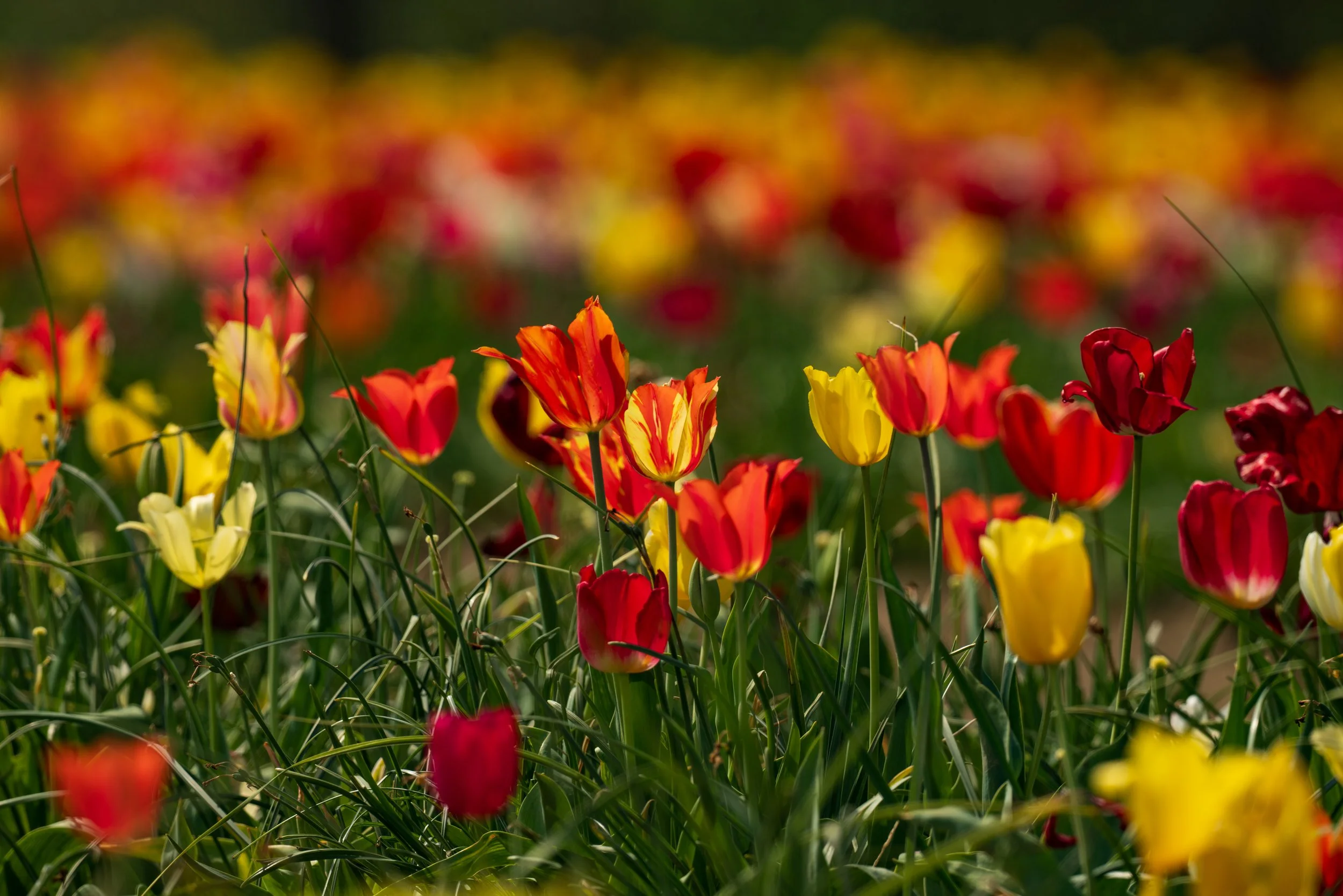 Spring 26 Flowers.jpg