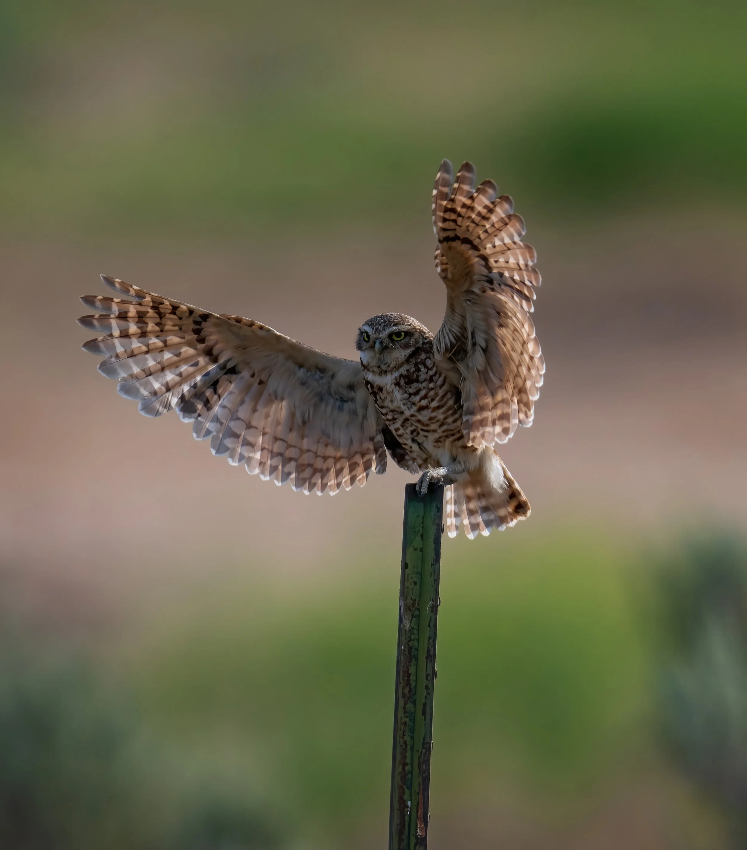Burrowing Owl-7-D.jpg