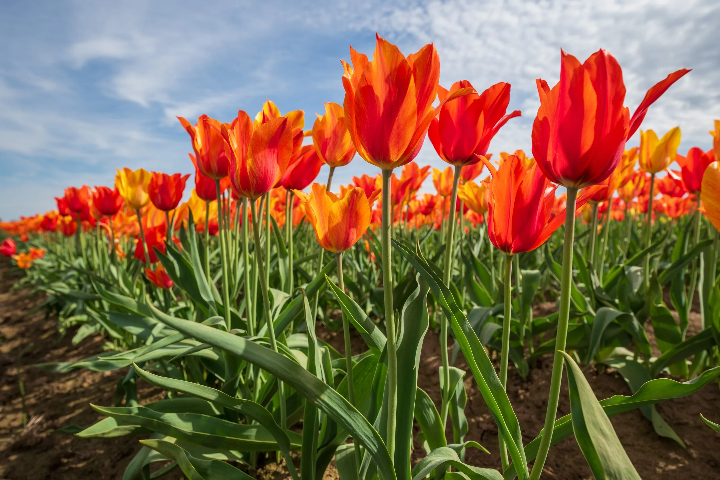Spring 26 Flowers-1.jpg