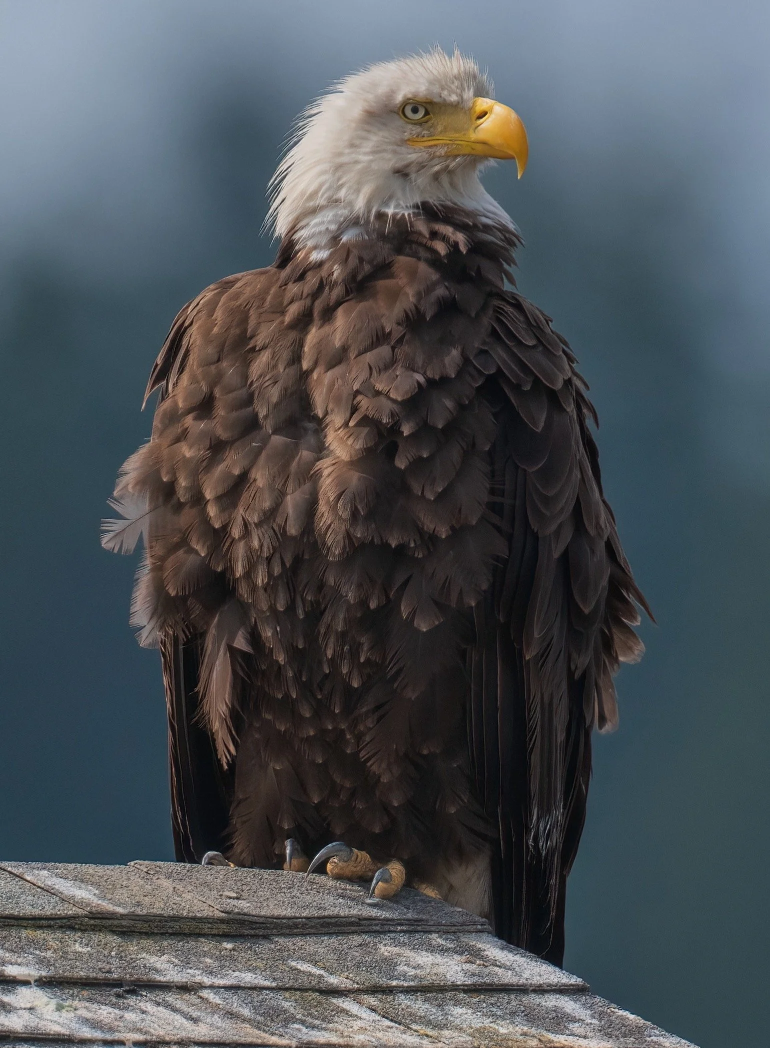 Eagle Nisqually-1-D (1).jpg