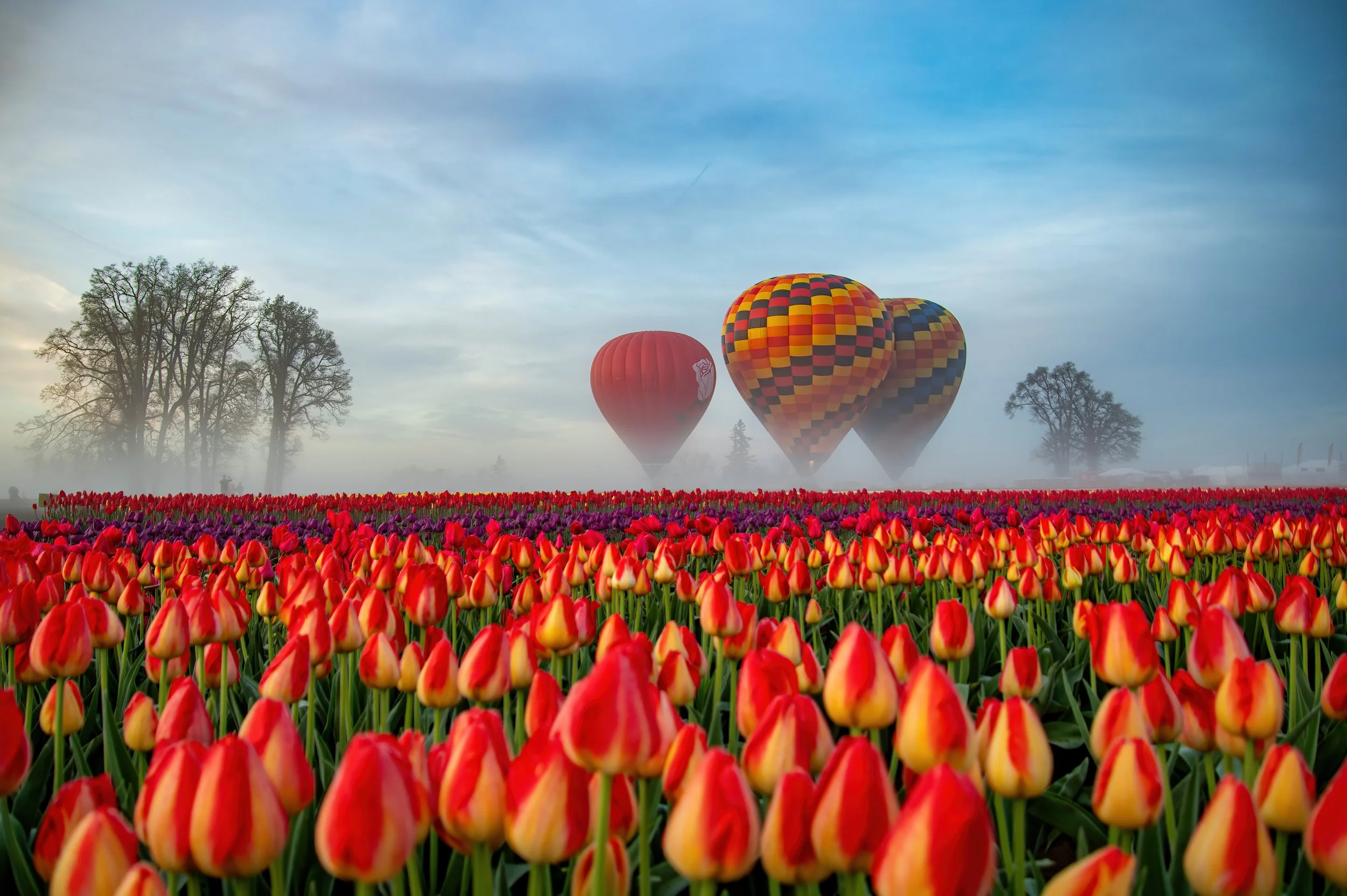 Foggy Flowers -D.jpg