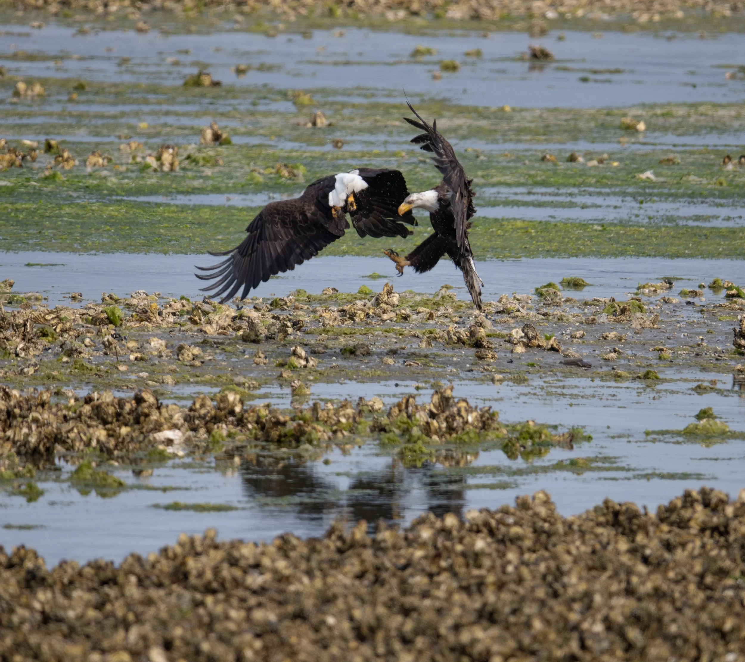 Seabeck Eagles 6_11_25-10.jpg