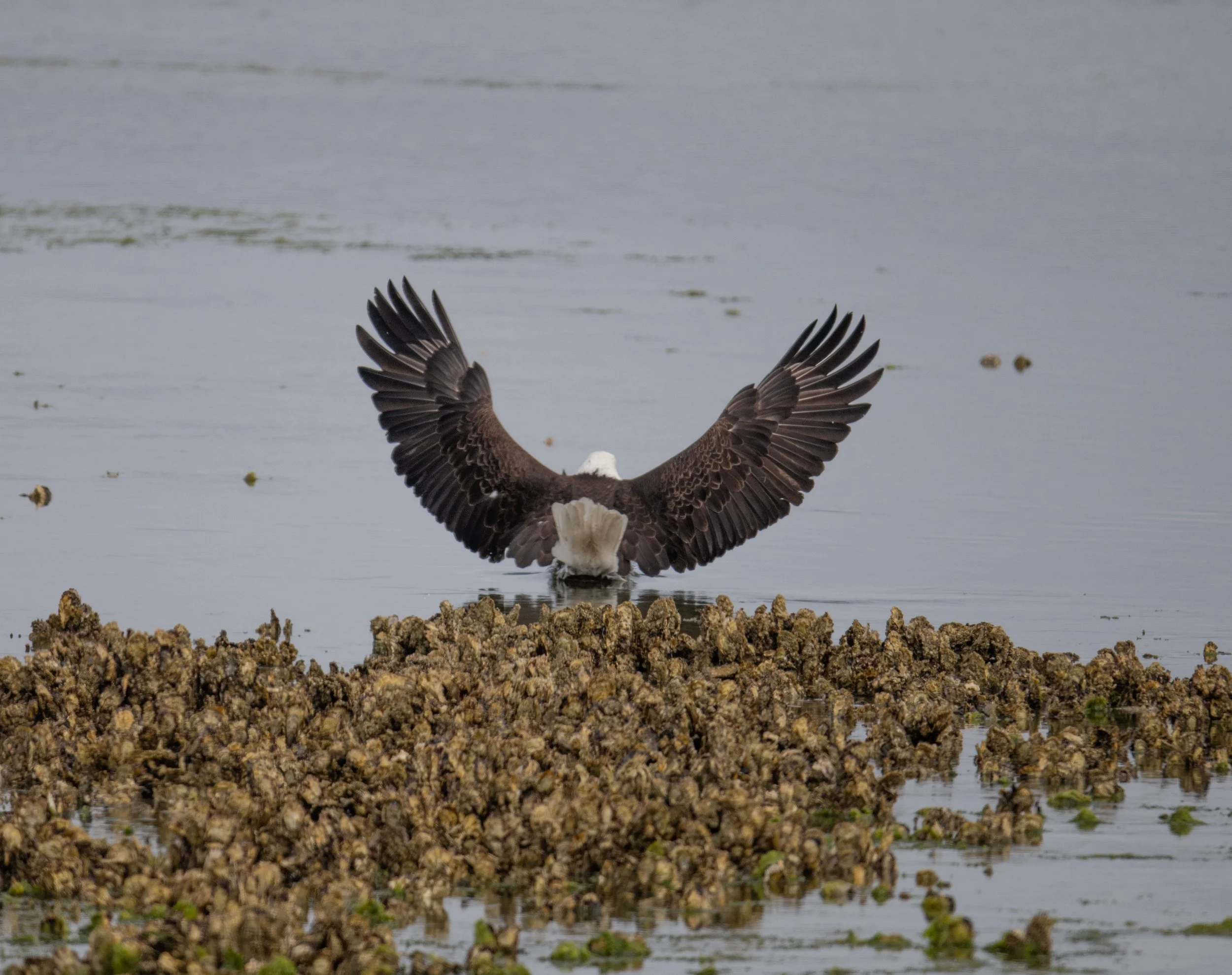 Seabeck Eagles 6_11_25-21.jpg