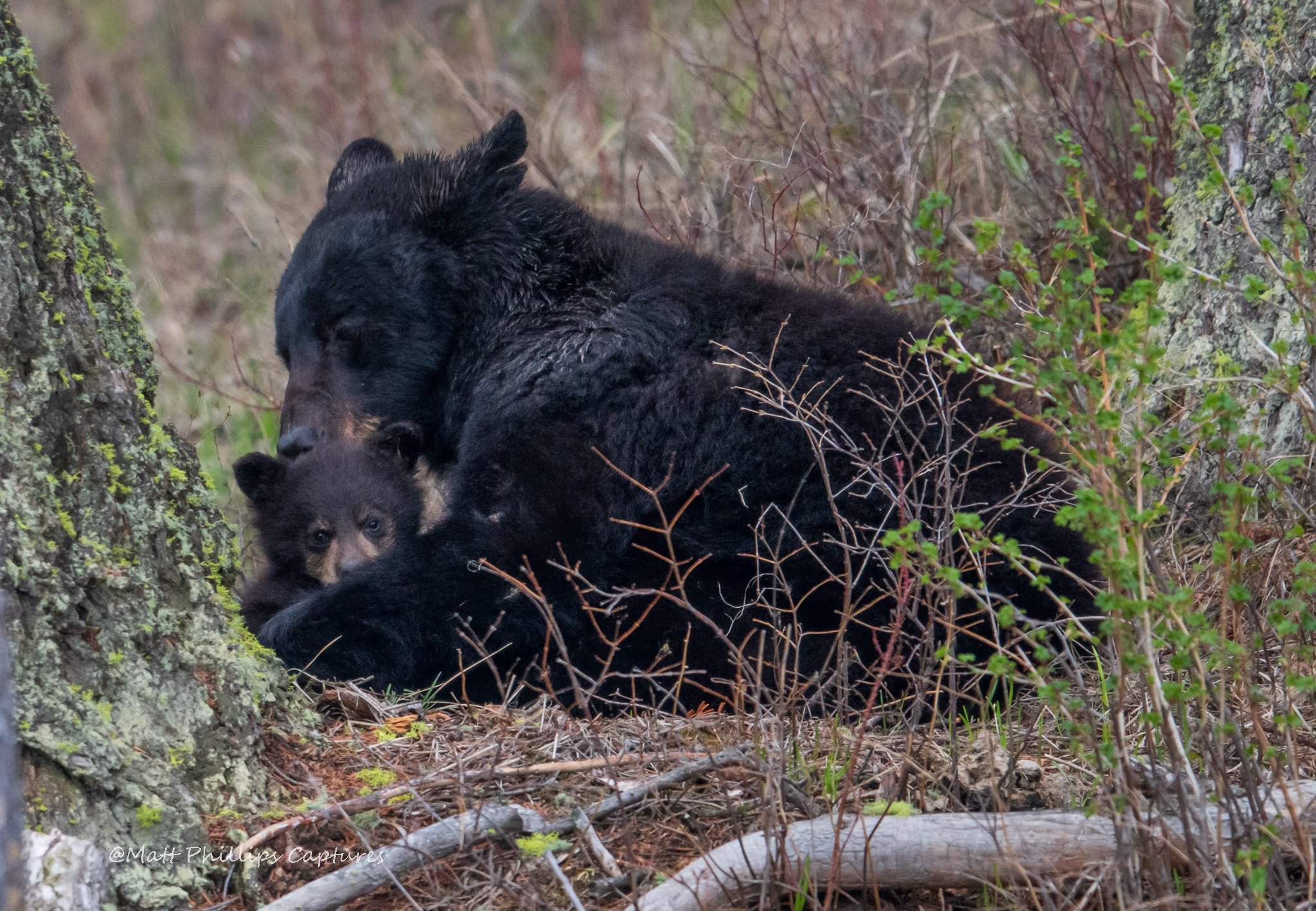 Bleack bear sow and cub WM.jpg