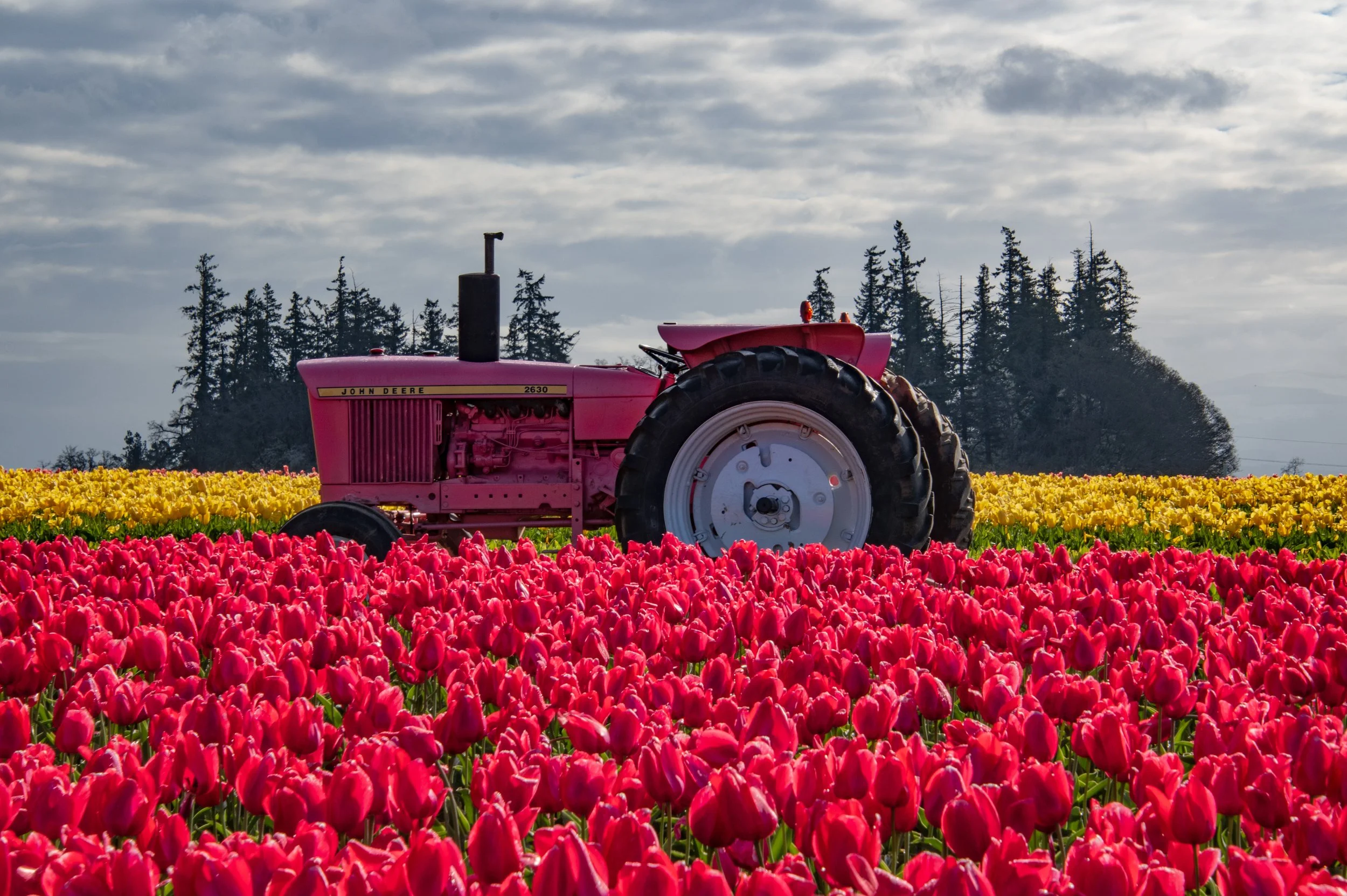 Pink Tractor .jpg