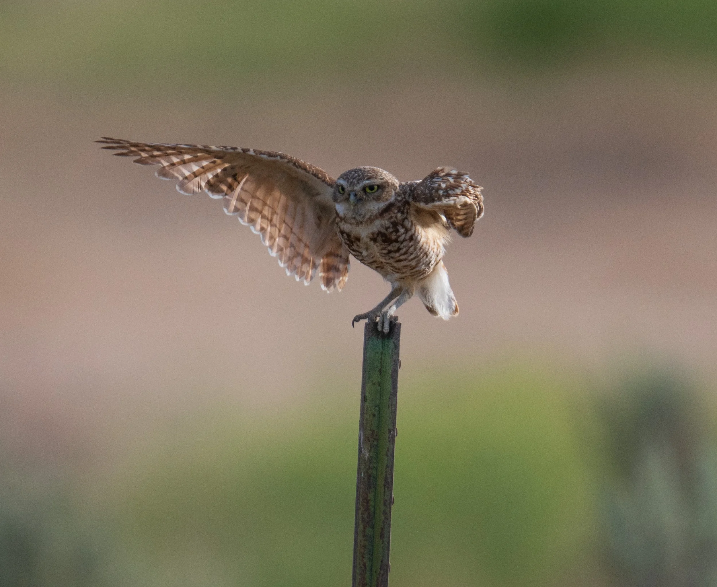 Burrowing Owl -2.jpg