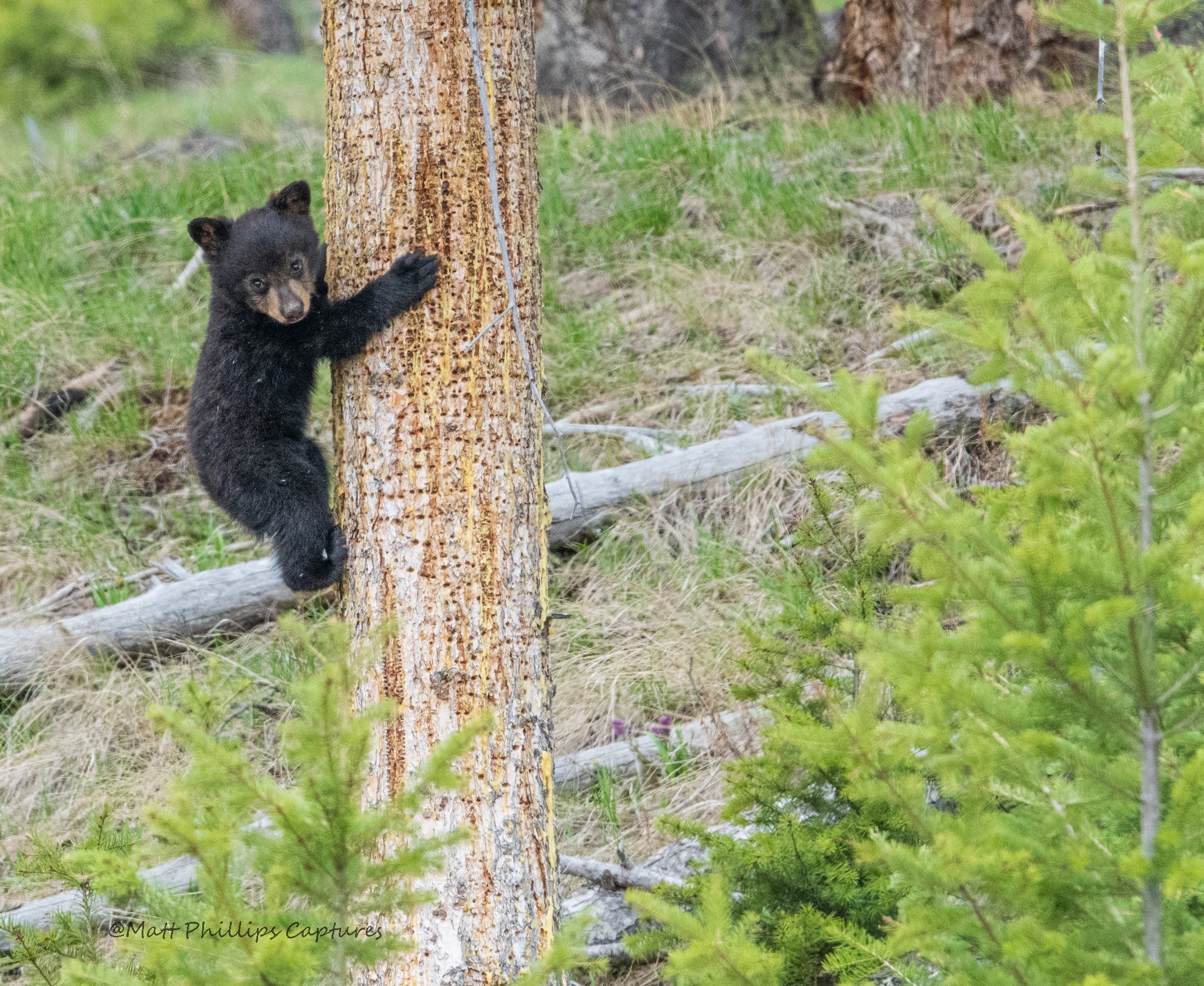 Black bear cub climbing WM.jpg