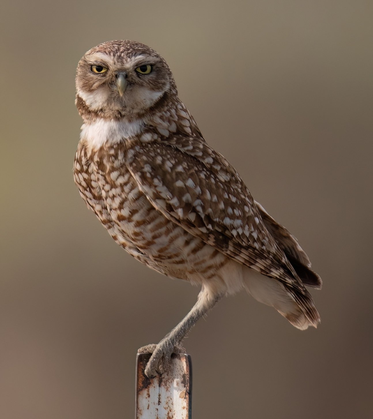 Burrowing Owls -3-D.jpg