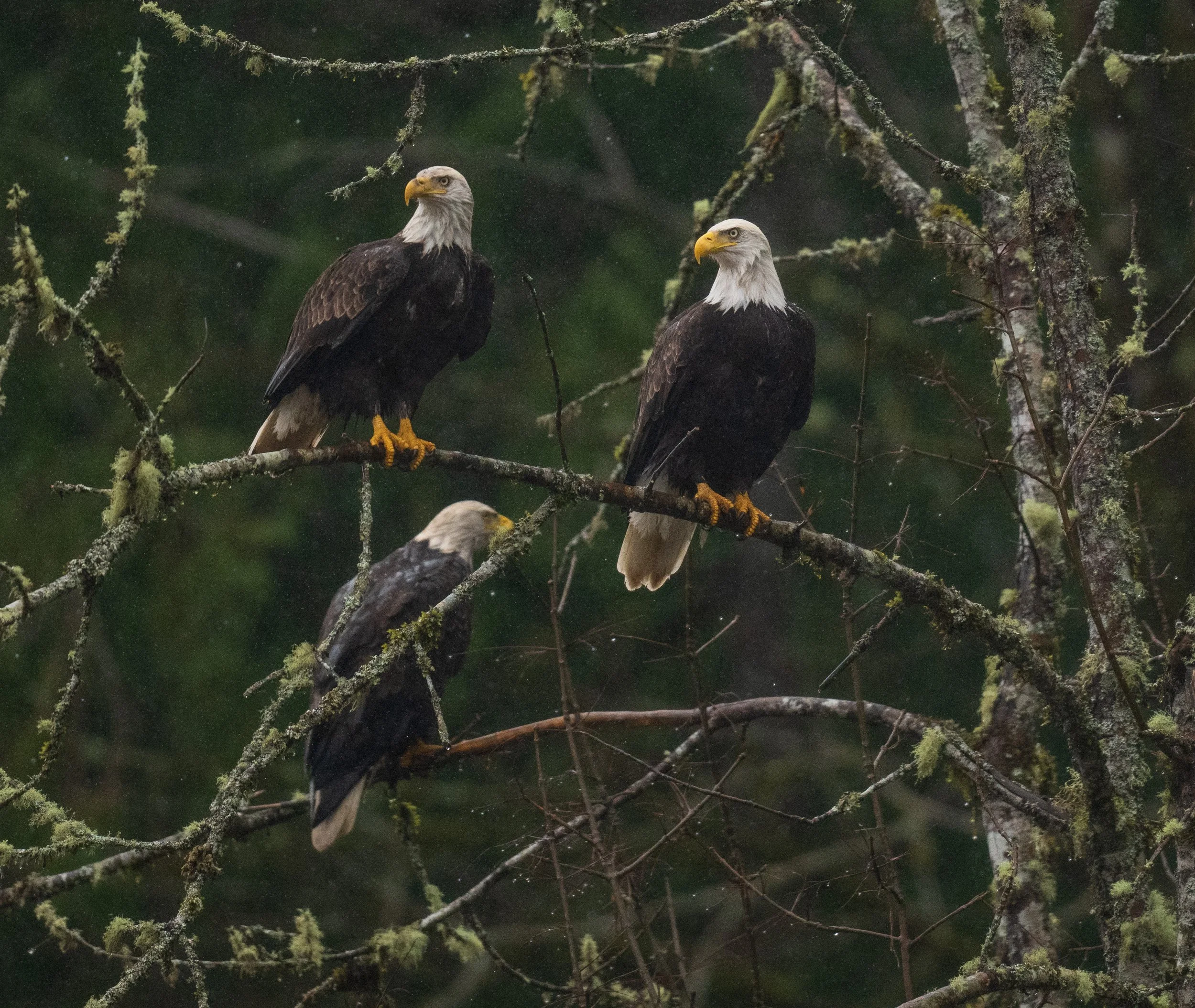 Delphi Eagles 25-1.jpg