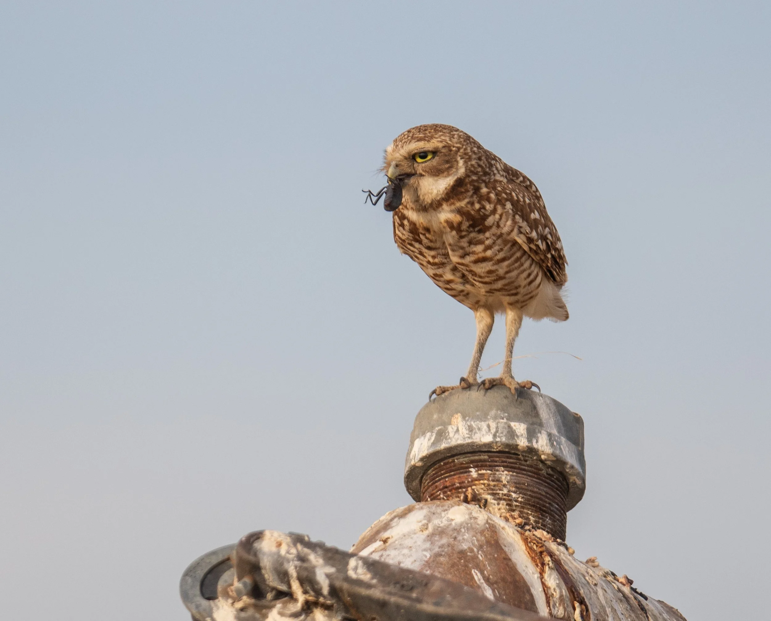 Burrowing Owl 7_4_25-8.jpg