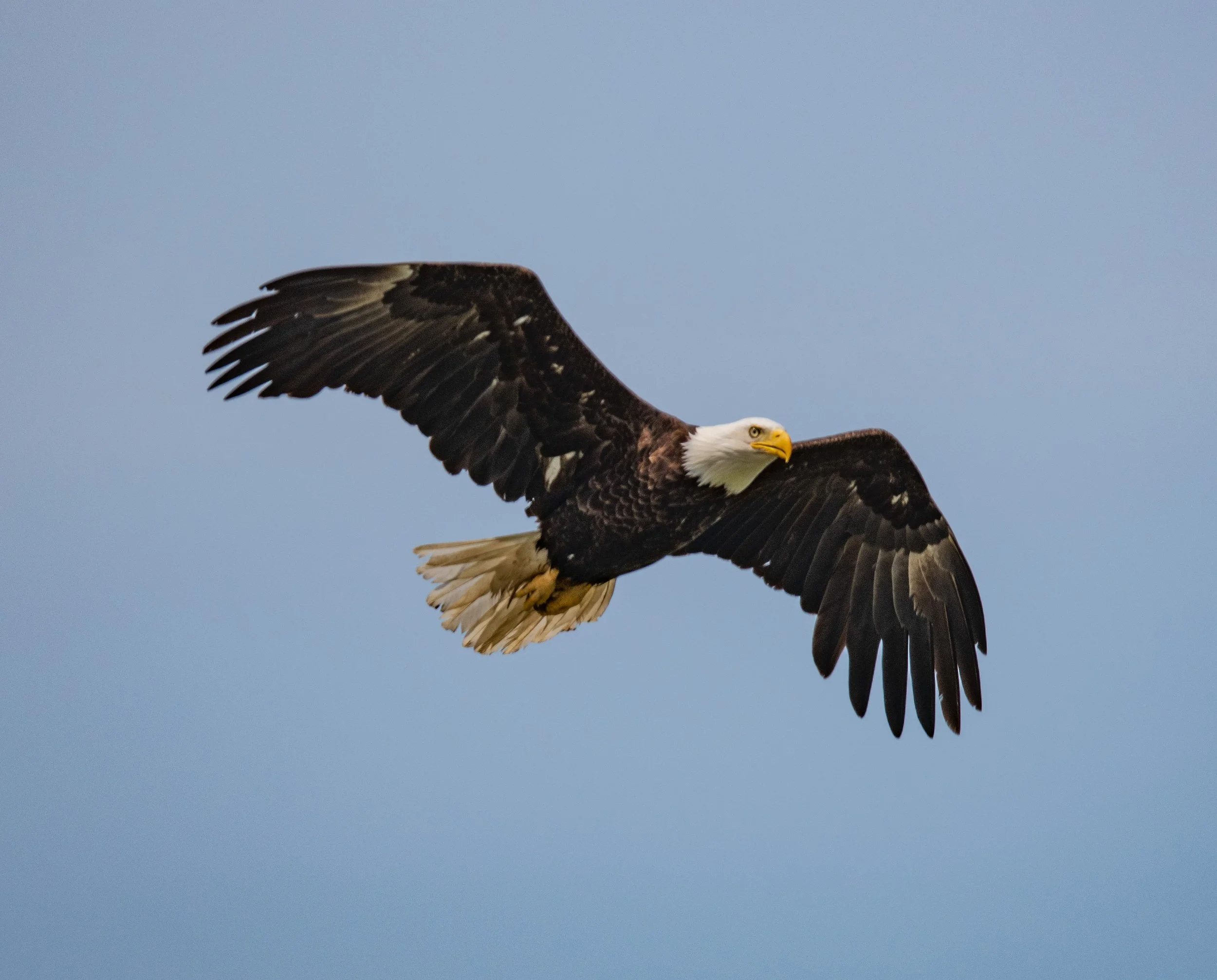 Seabeck Eagles 6_11_25-1.jpg