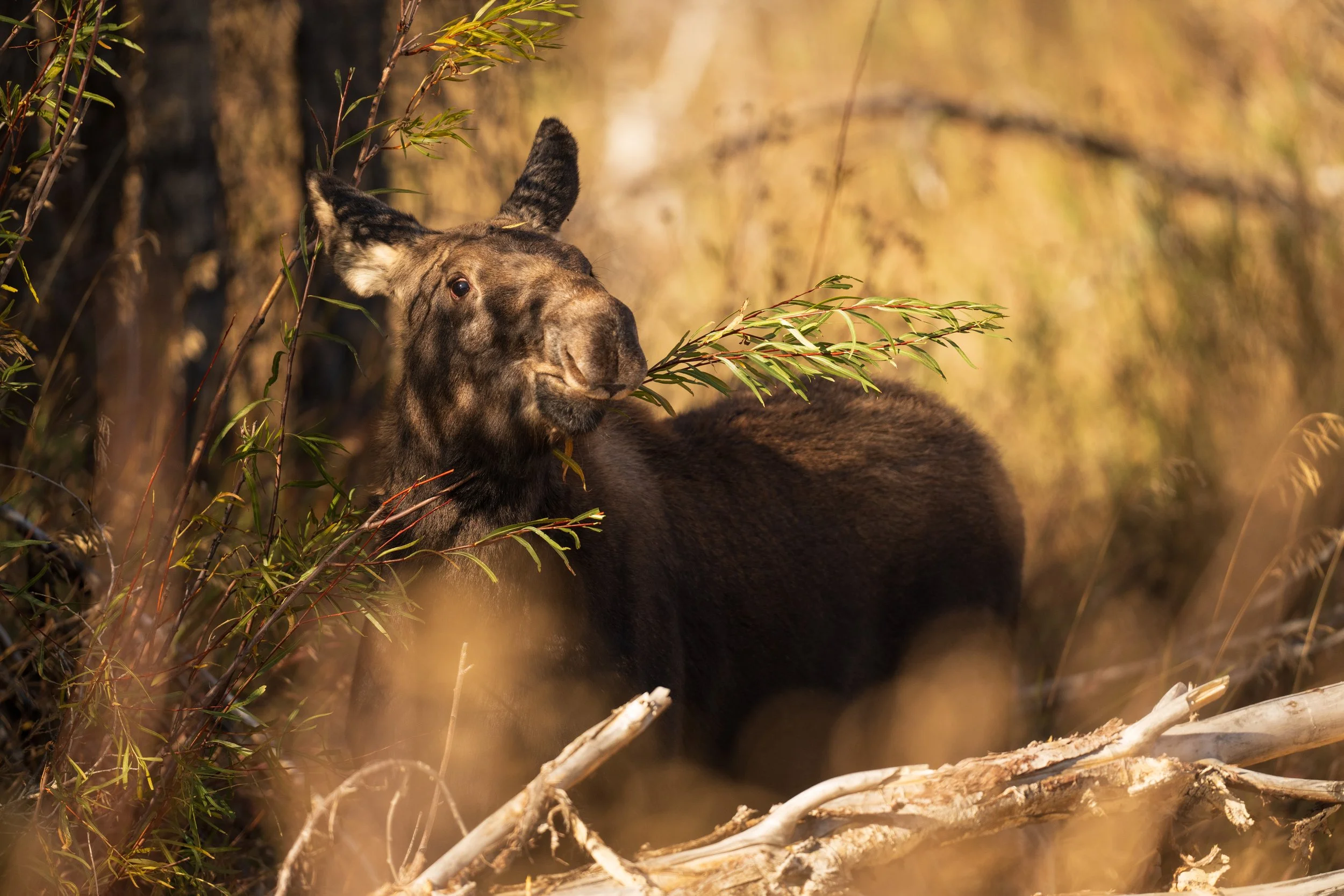 Young Moose -2.jpg