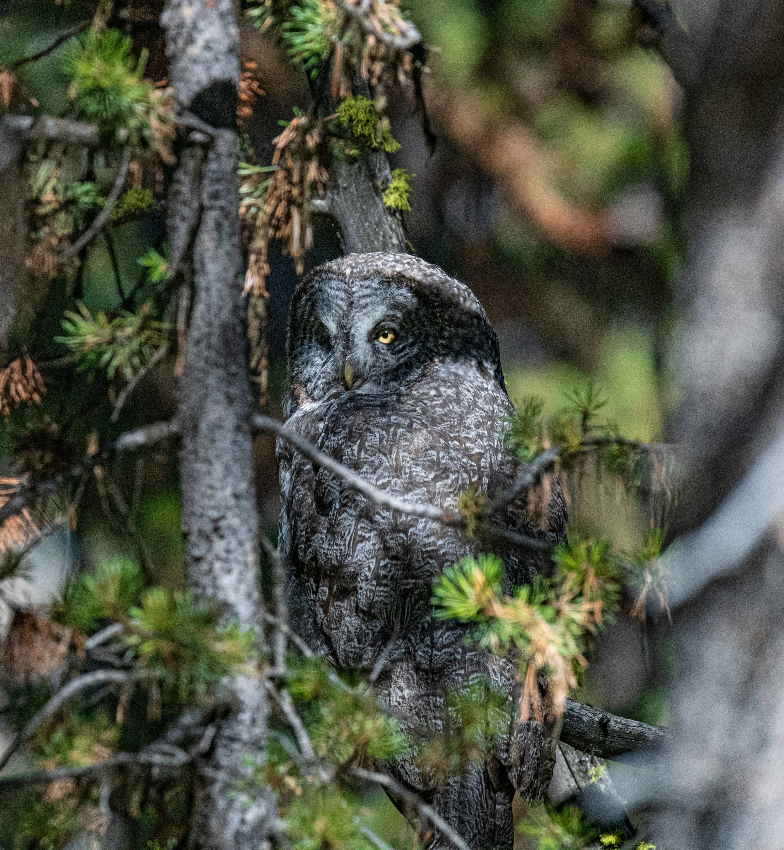 Great Grey Owl 22.jpg