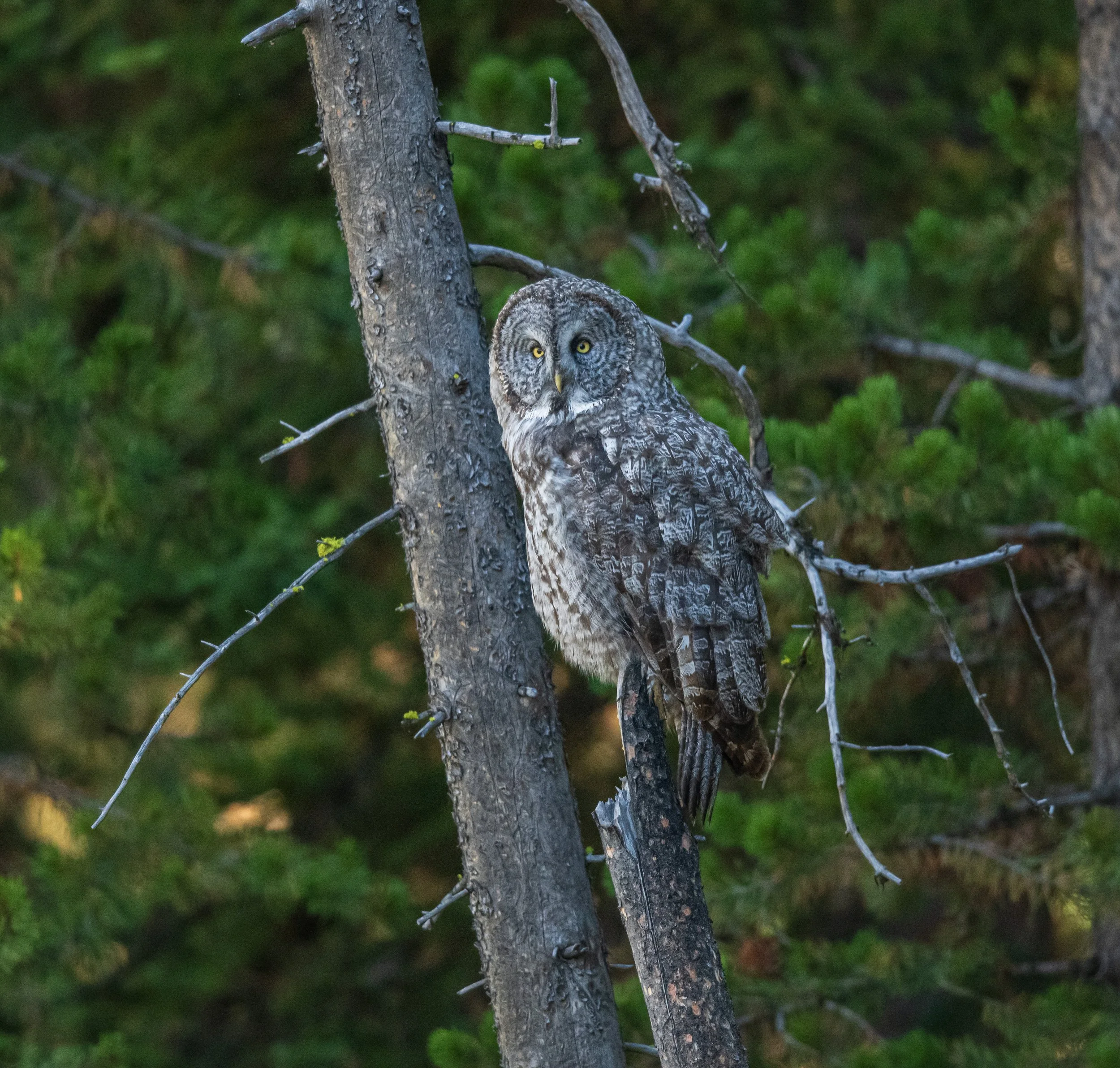 Great grey Owl 24-9.jpg