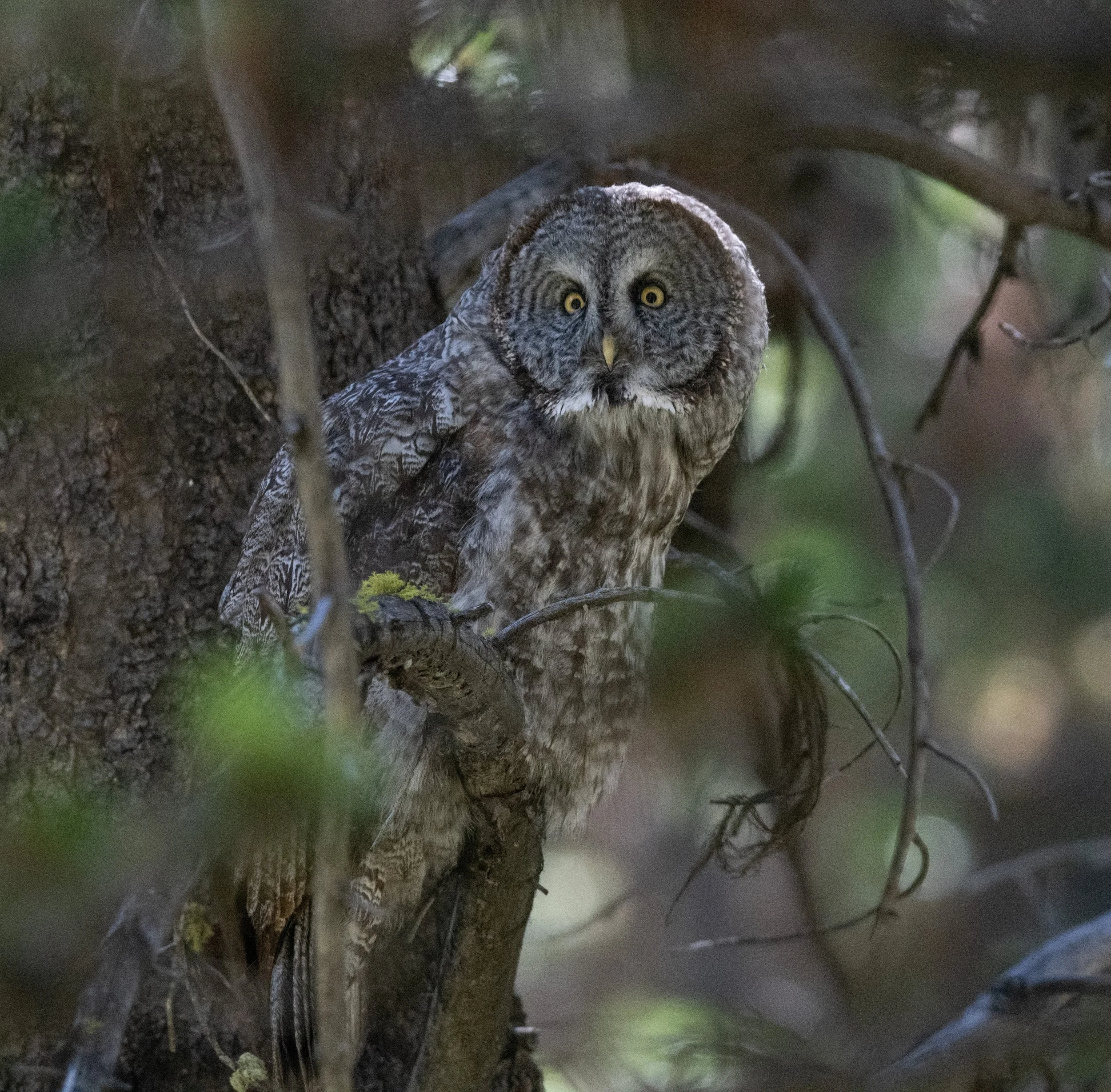 Great grey Owl 24-11.jpg