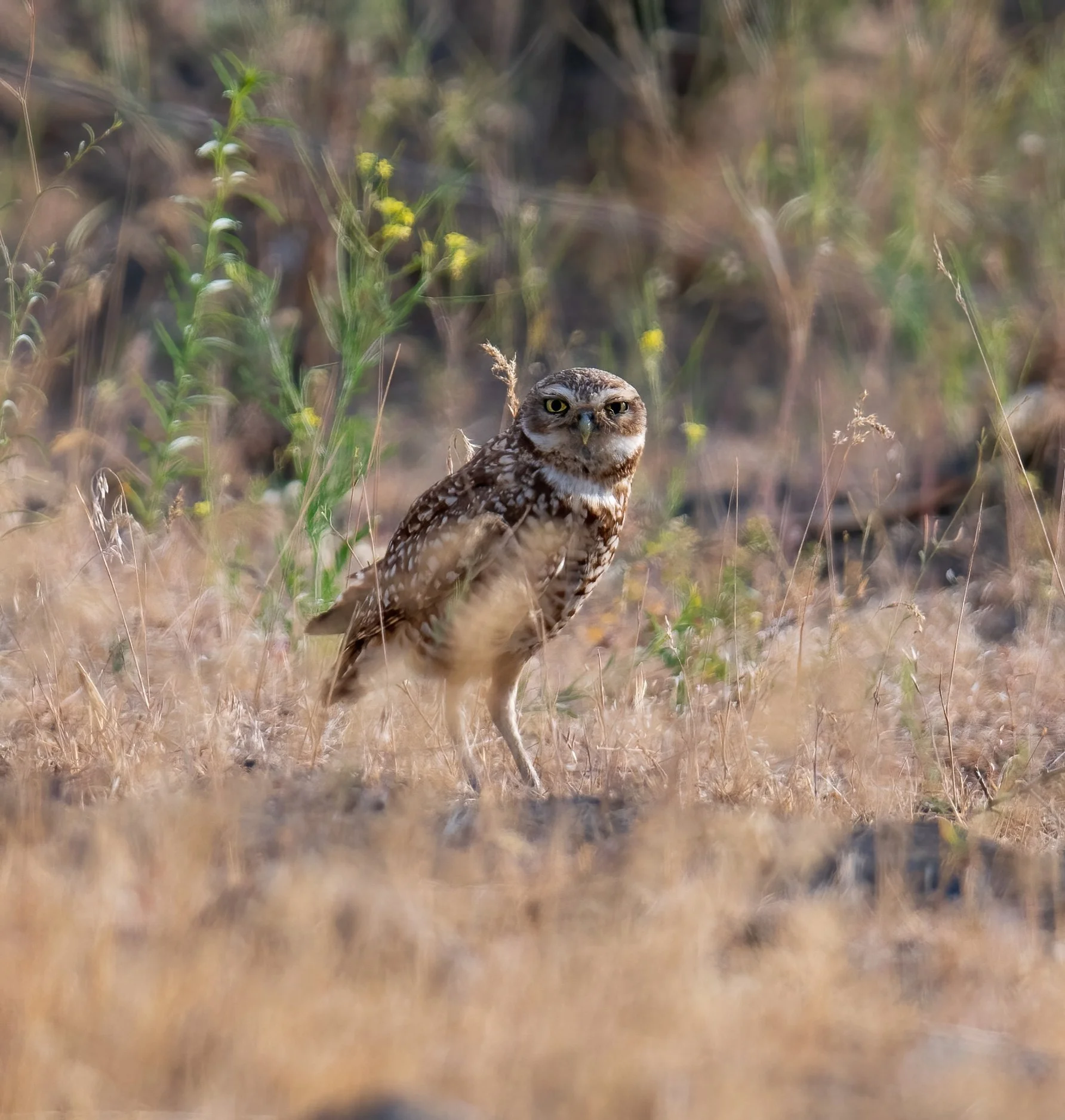 Burrowing Owl-5-D.jpg