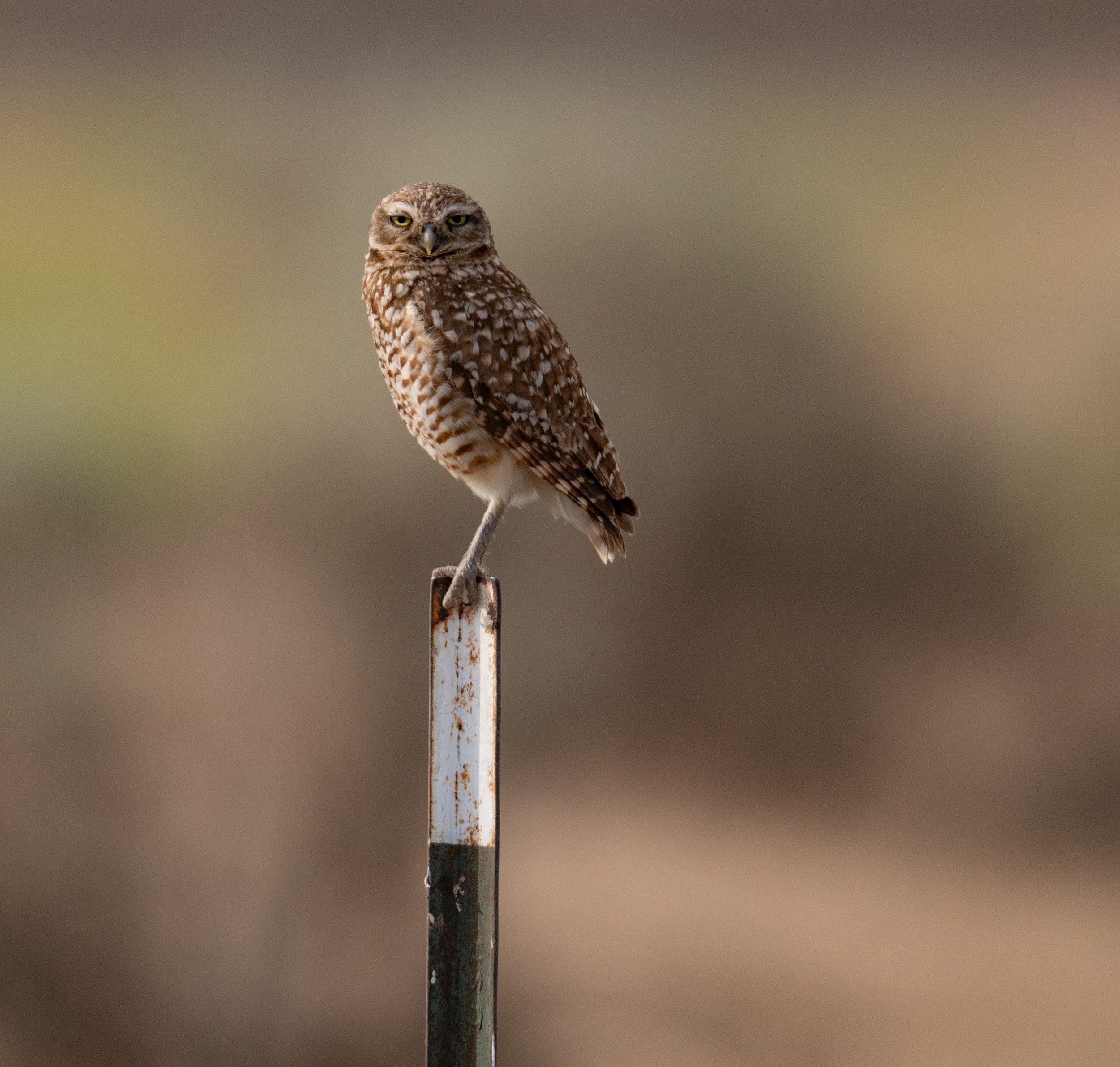 Burrowing Owl 7_4_25-5.jpg