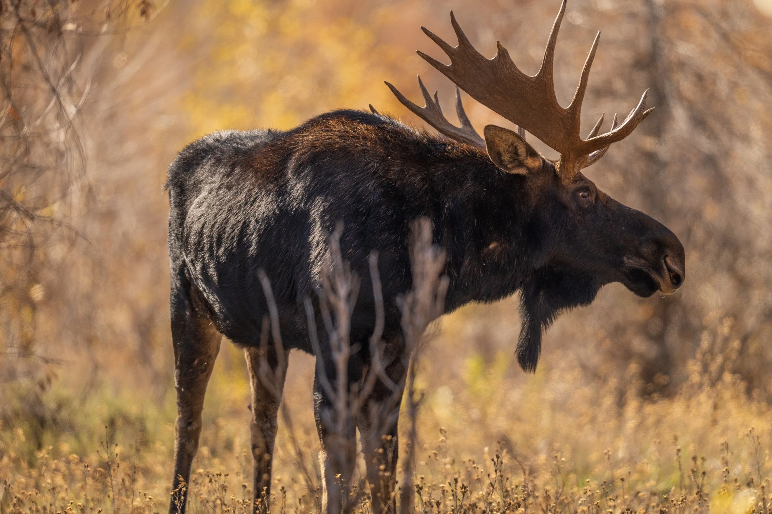 Young Moose -5.jpg