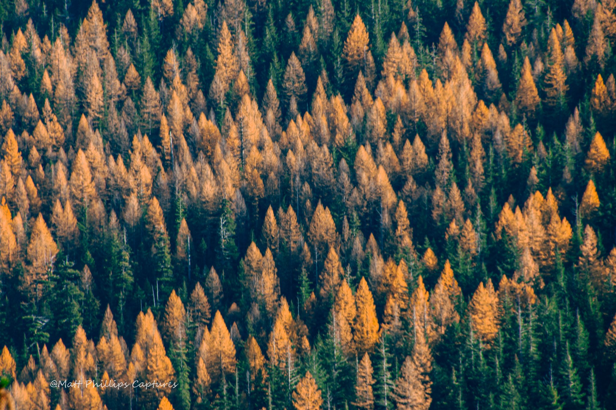 Larches White Pass WM.jpg