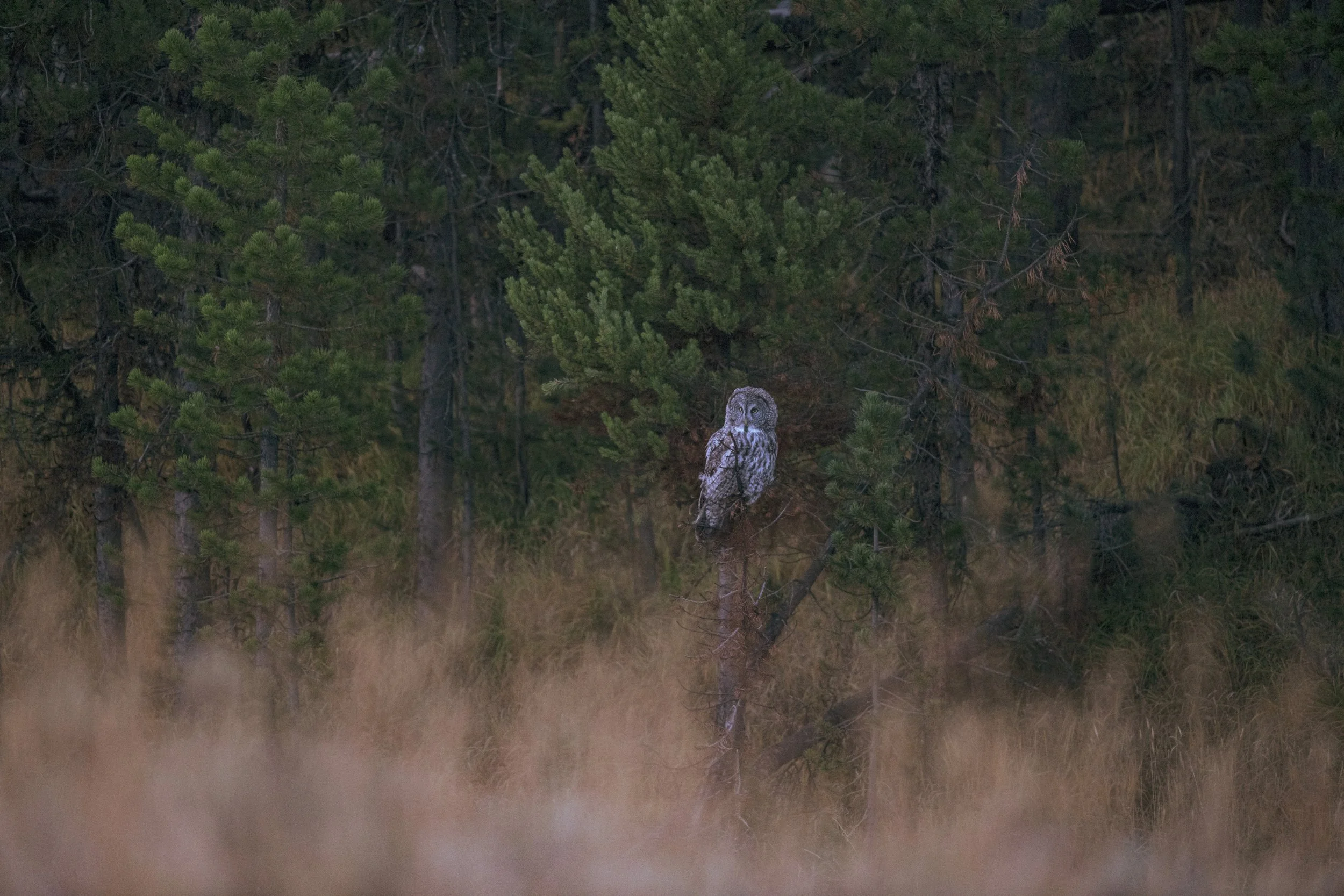Great Grey Owl 22-1.jpg