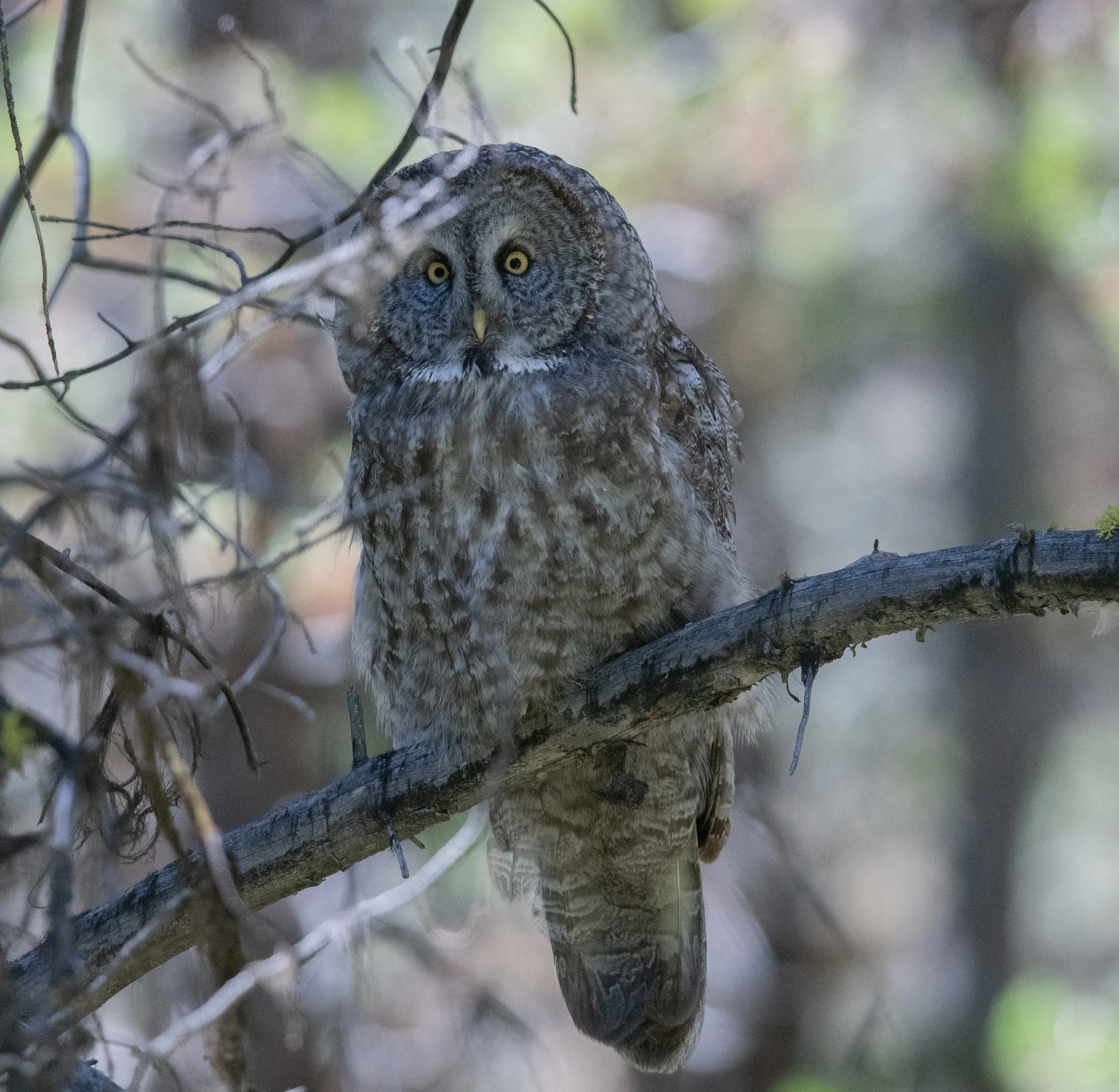 Great grey Owl 24-15.jpg