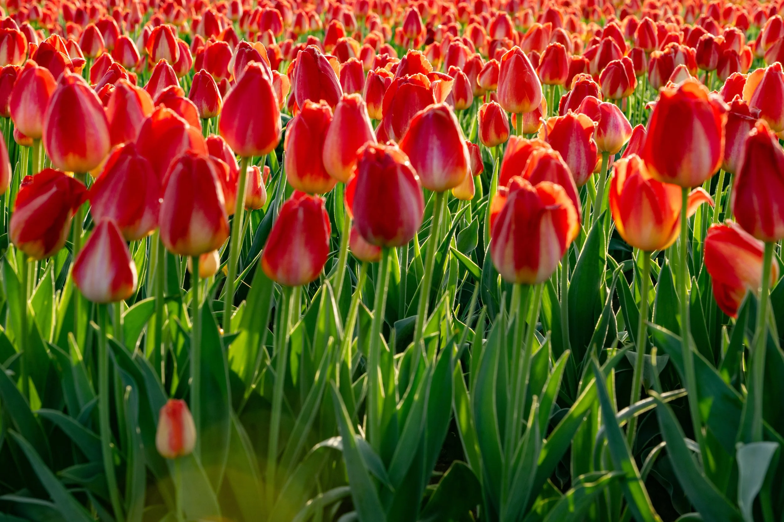 Spring 26 Flowers-5.jpg