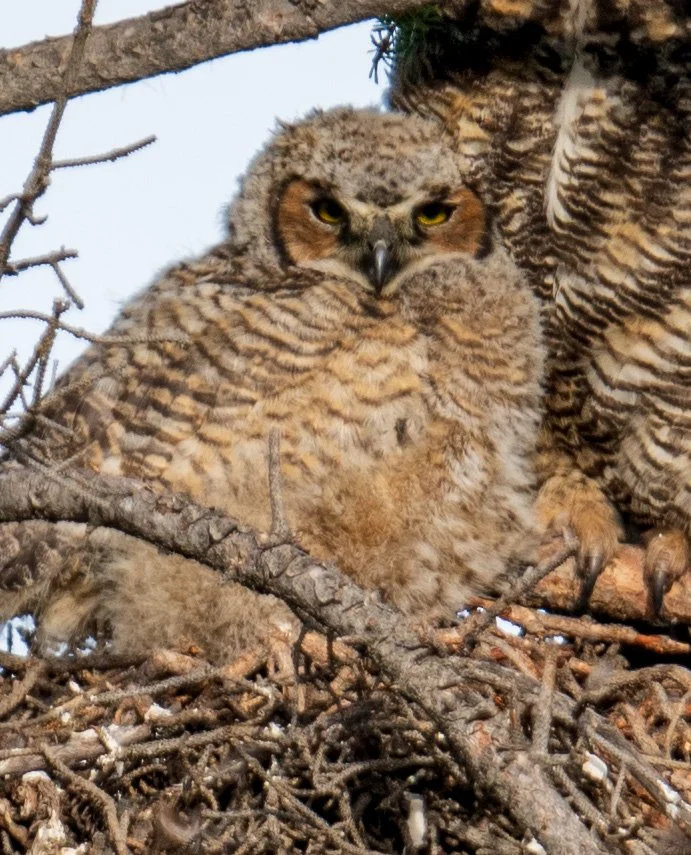 Great horned Owl 24-1.jpg