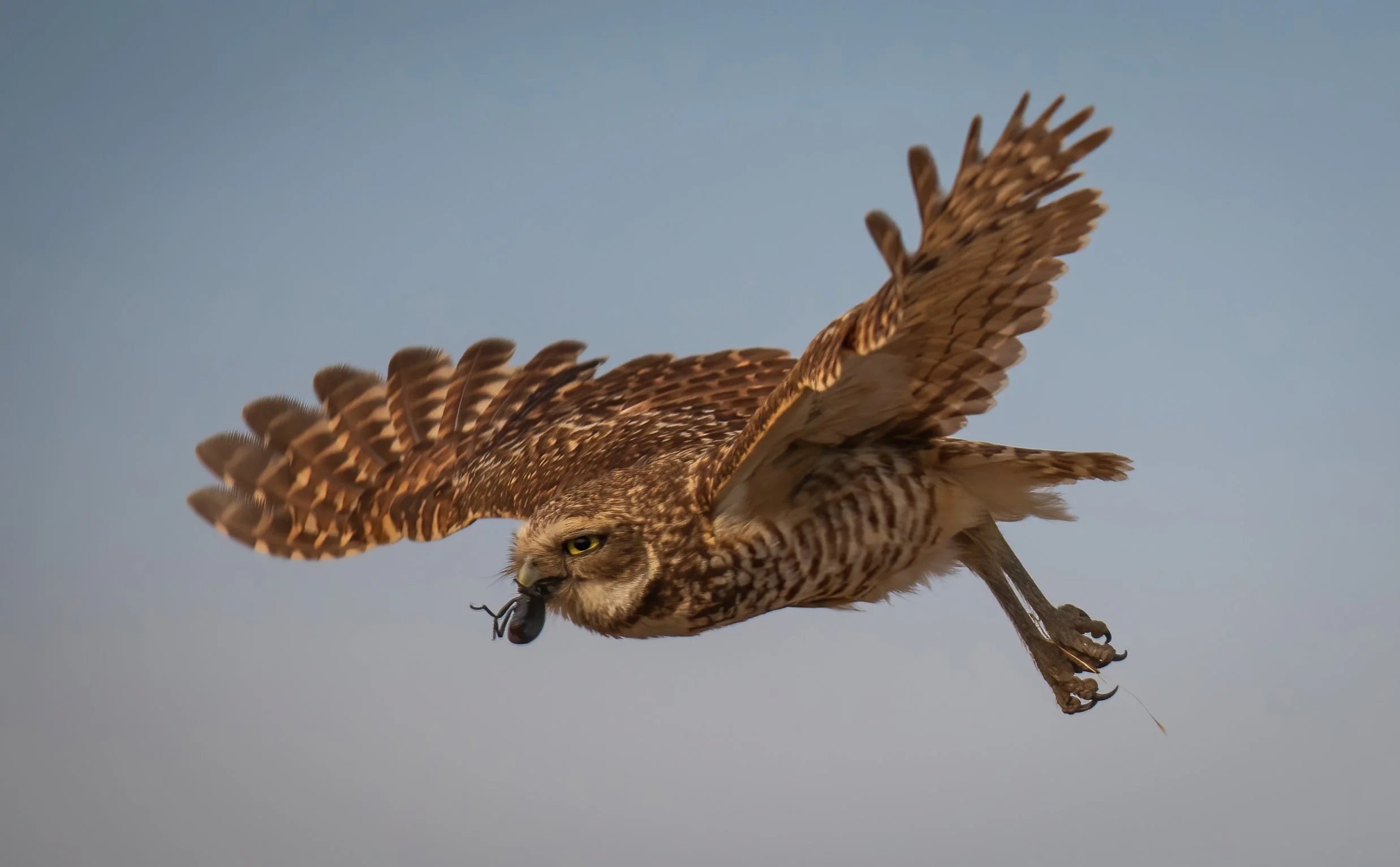 Burrowing Owl 7_4_25-6-D.jpg