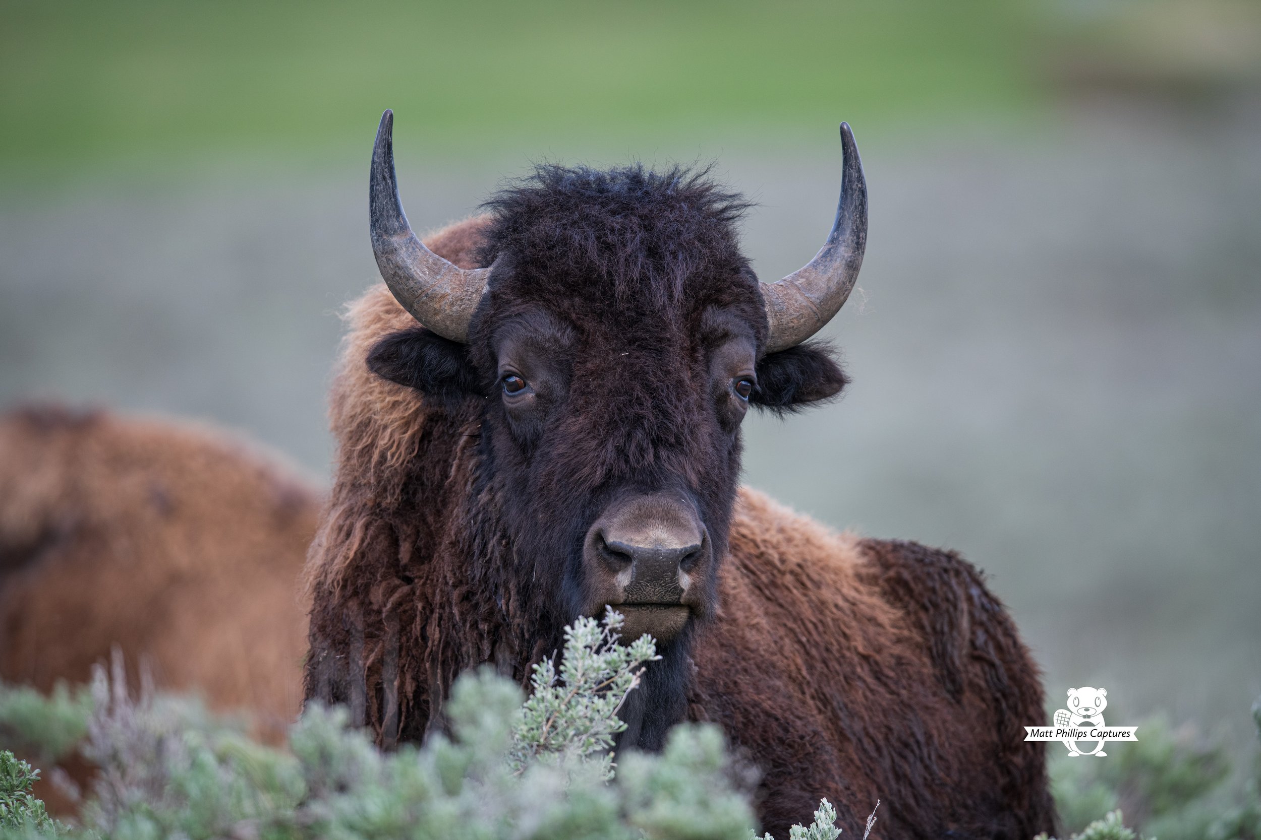 Bison Smile 5_24 WM.jpg