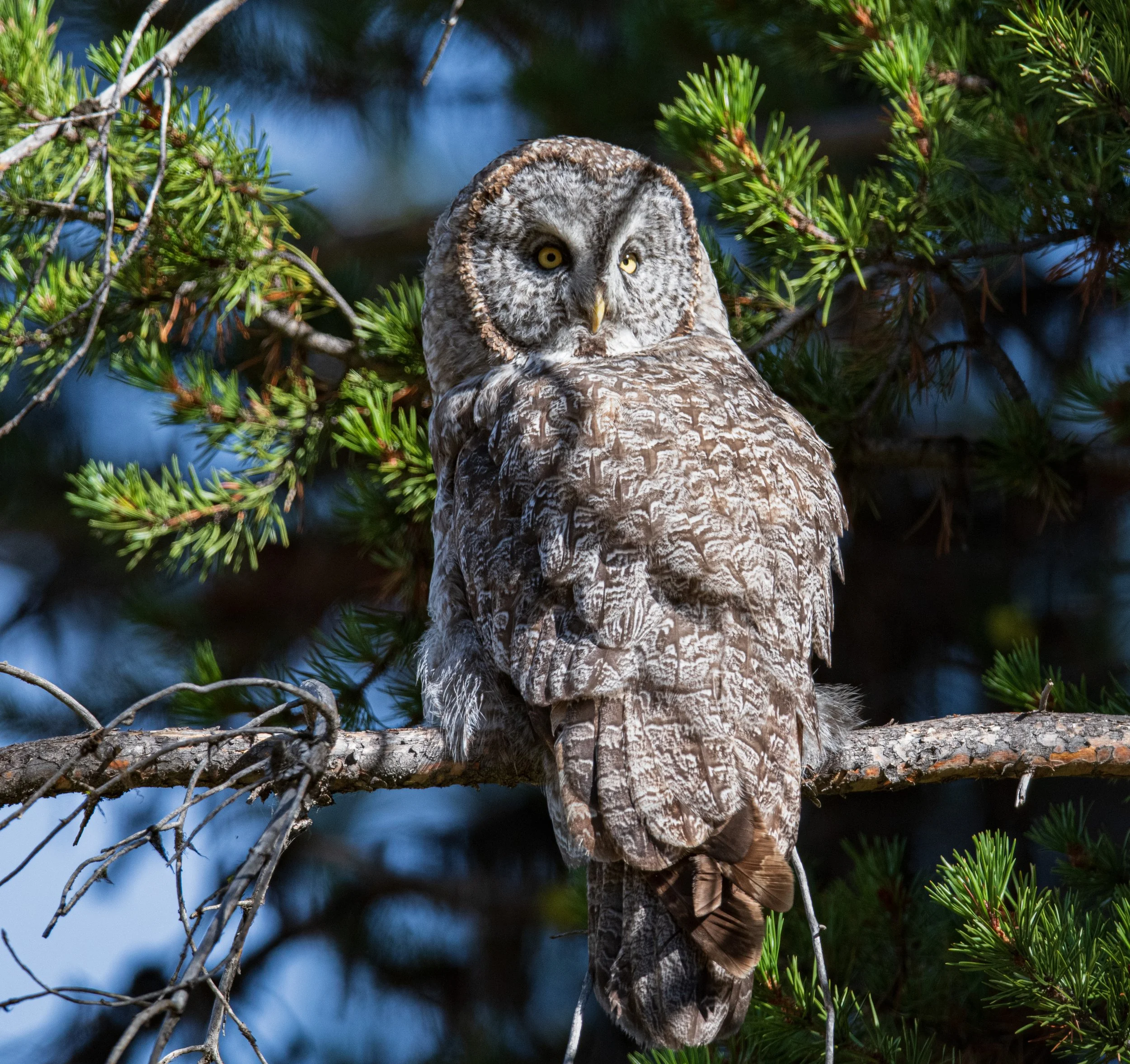Barred Owl out of water -11.jpg