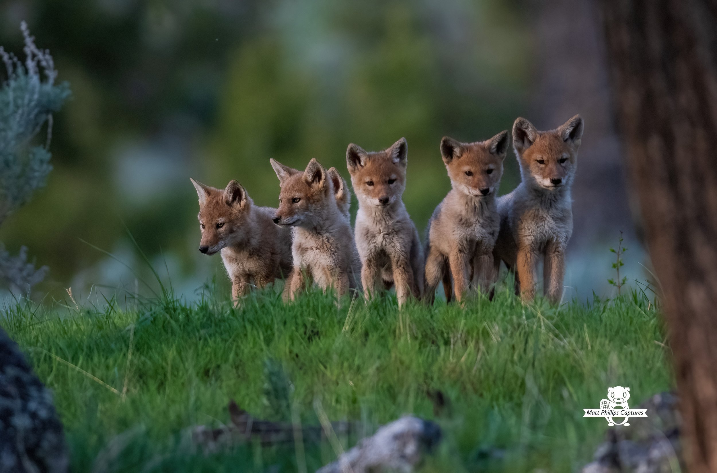 Coyote pups 5_24 WM-1-D-s.jpg