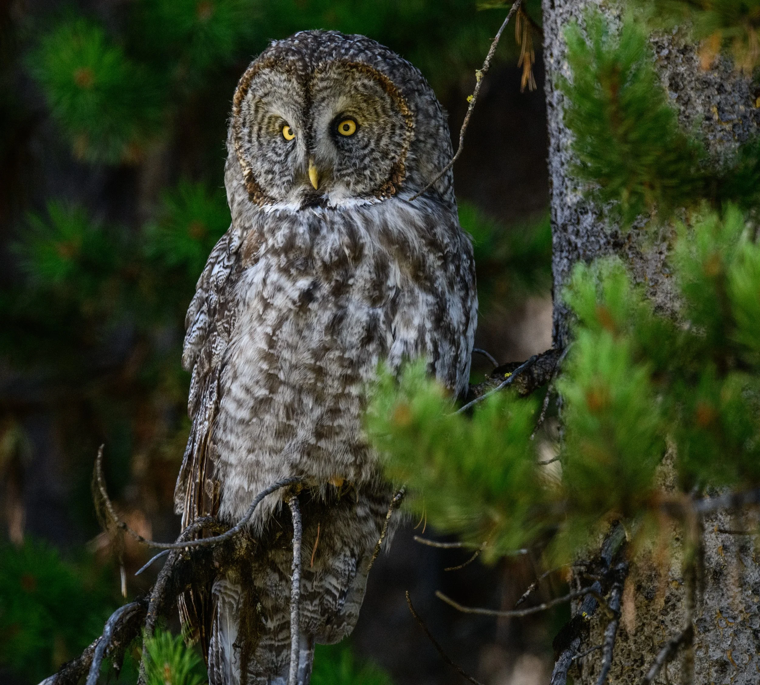 Great Grey Owl, WY