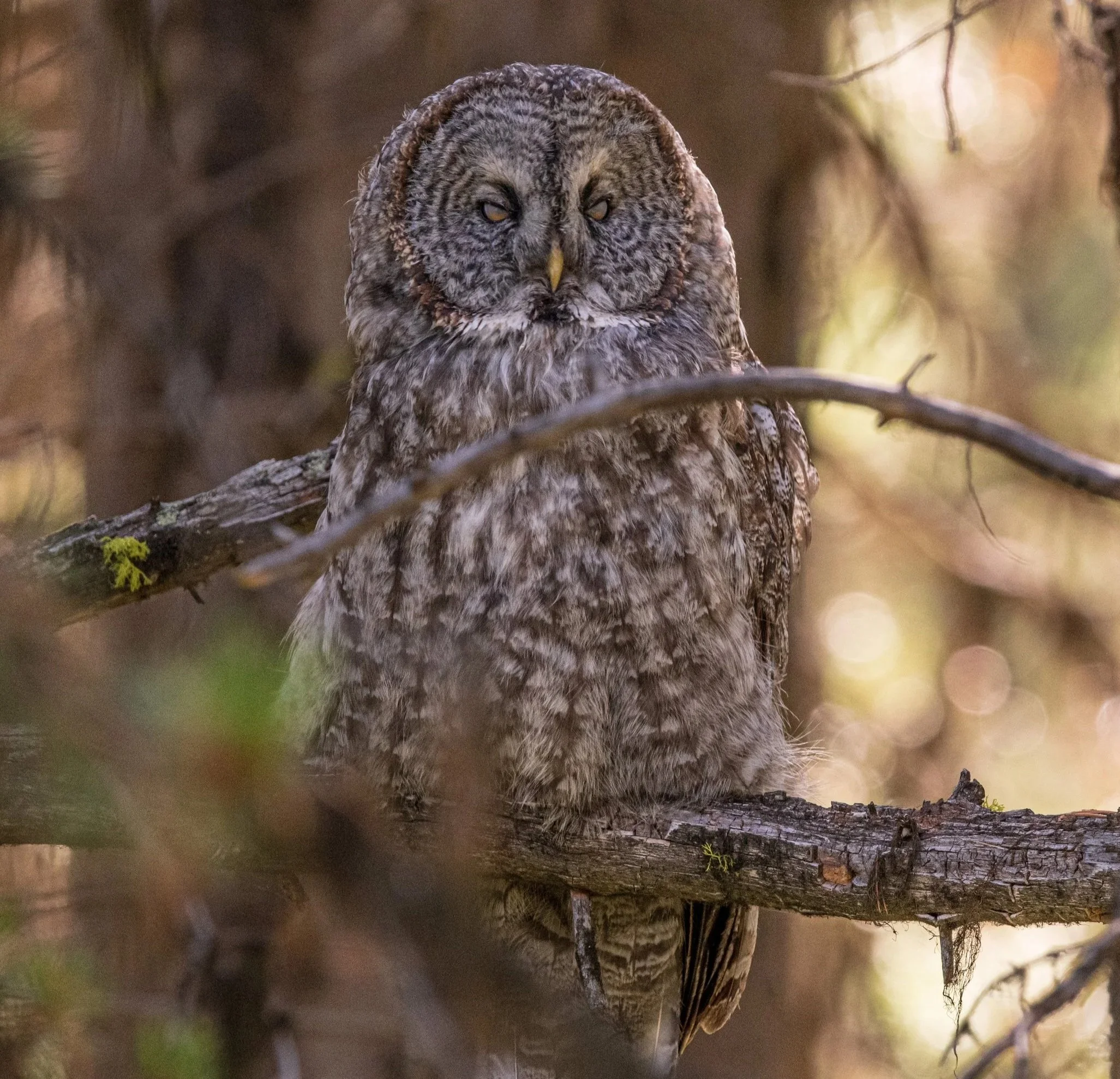 Great grey Owl 24-2.jpg