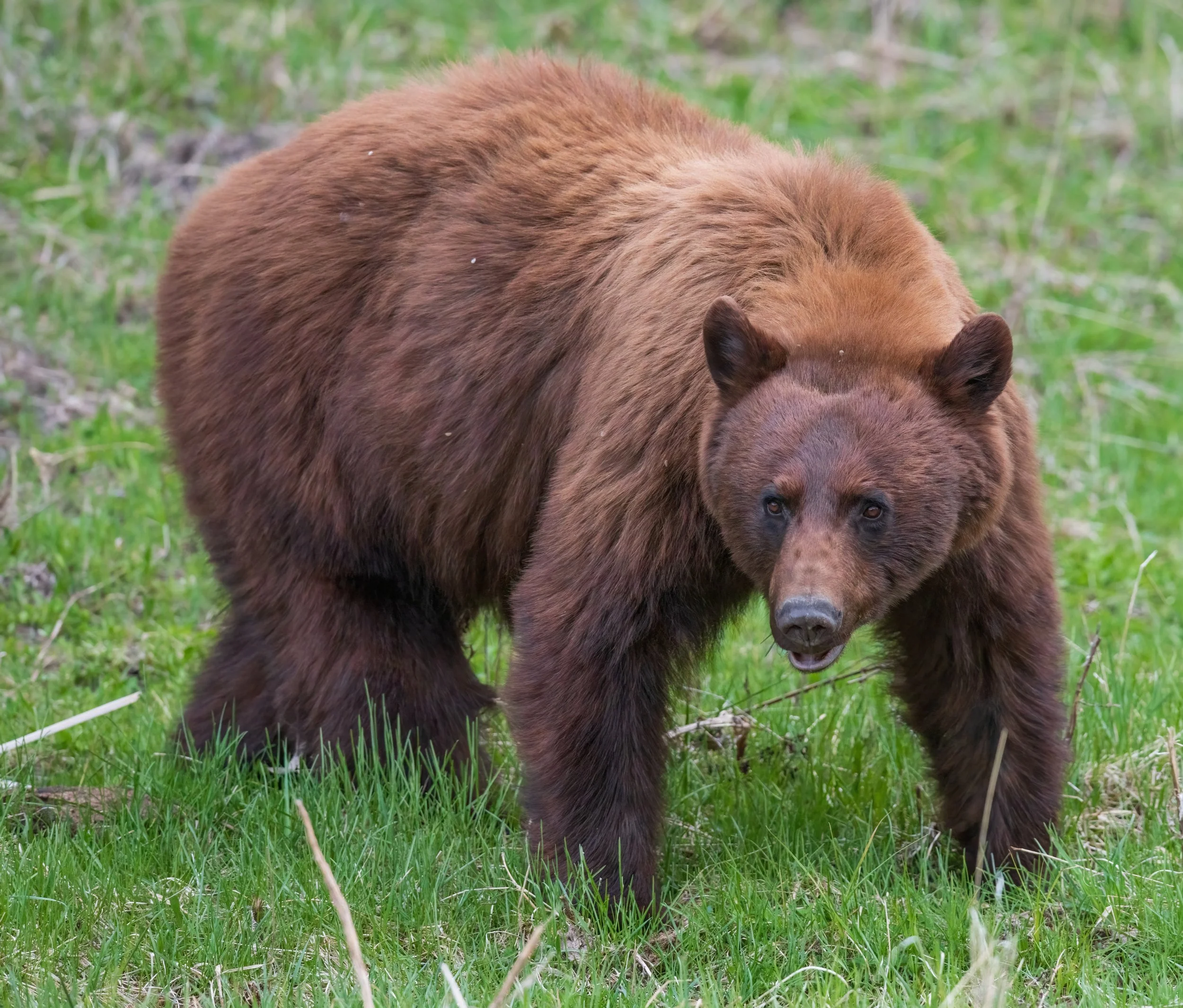 CINN Bear WY-3-D S .jpg