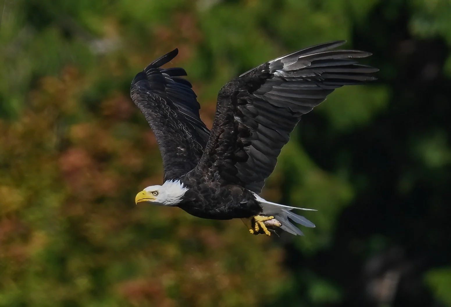 Eagle with Rob-3-D.jpg