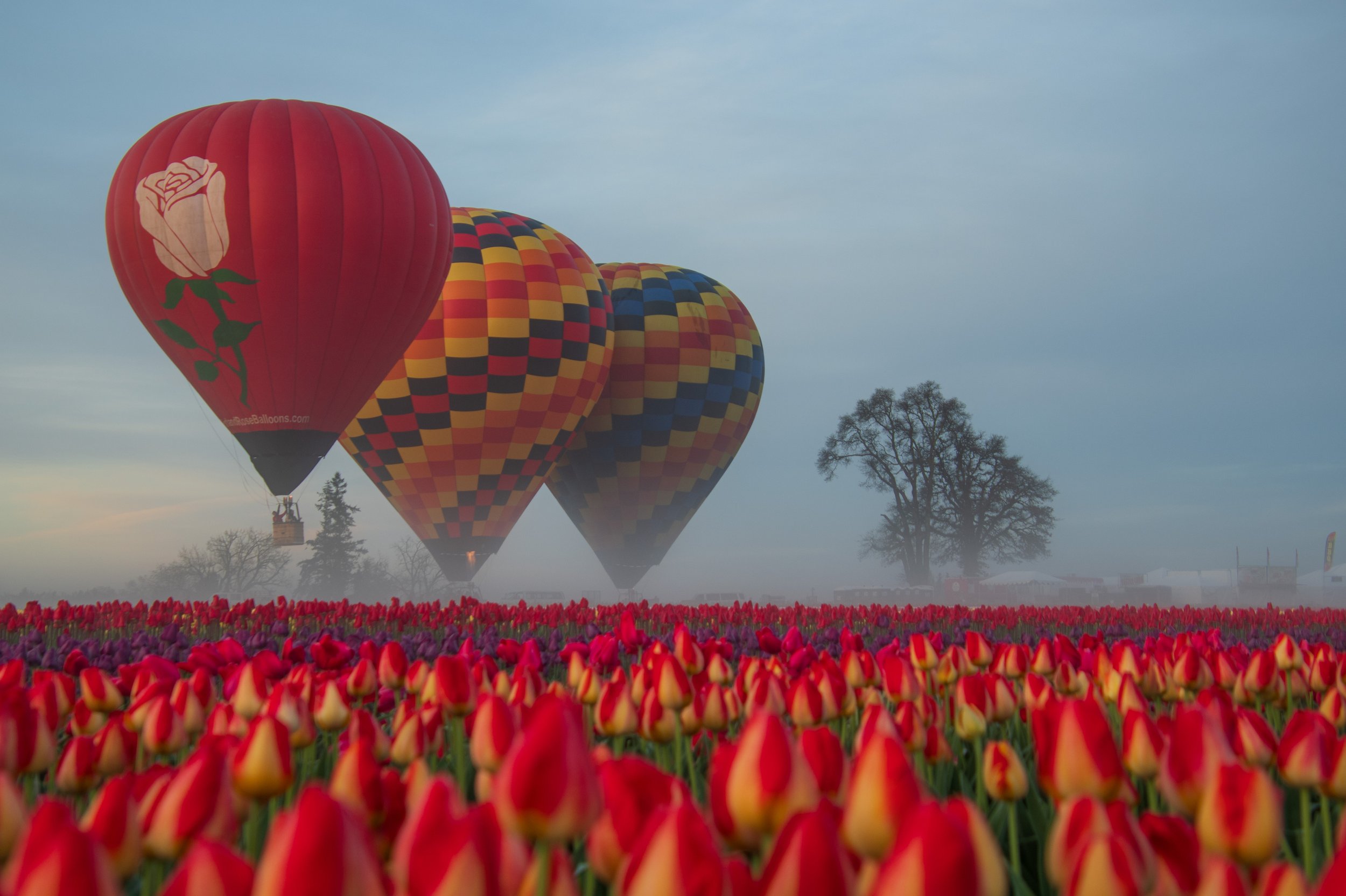 Liftoff in the tulips .jpg