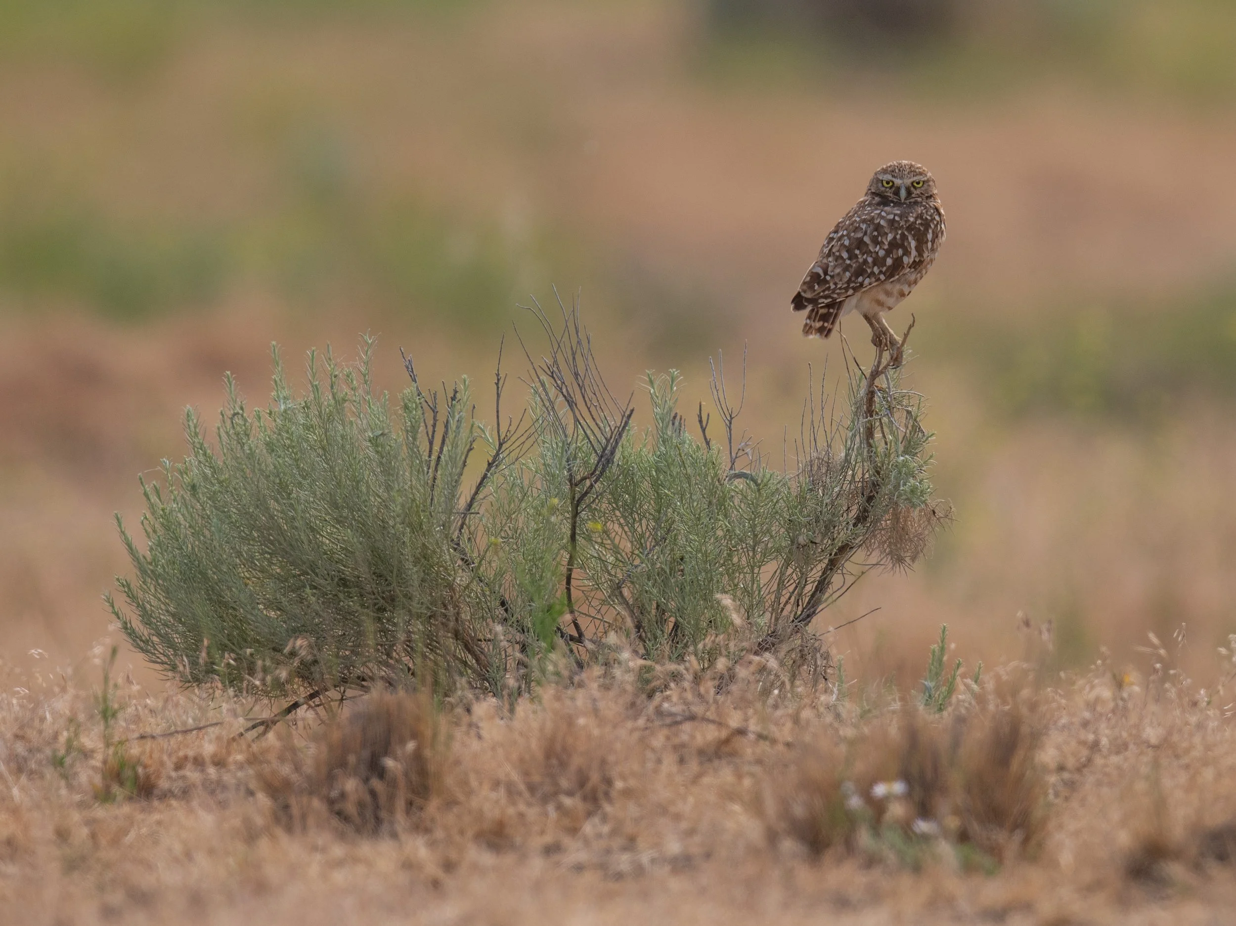 Burrowing Owl .jpg