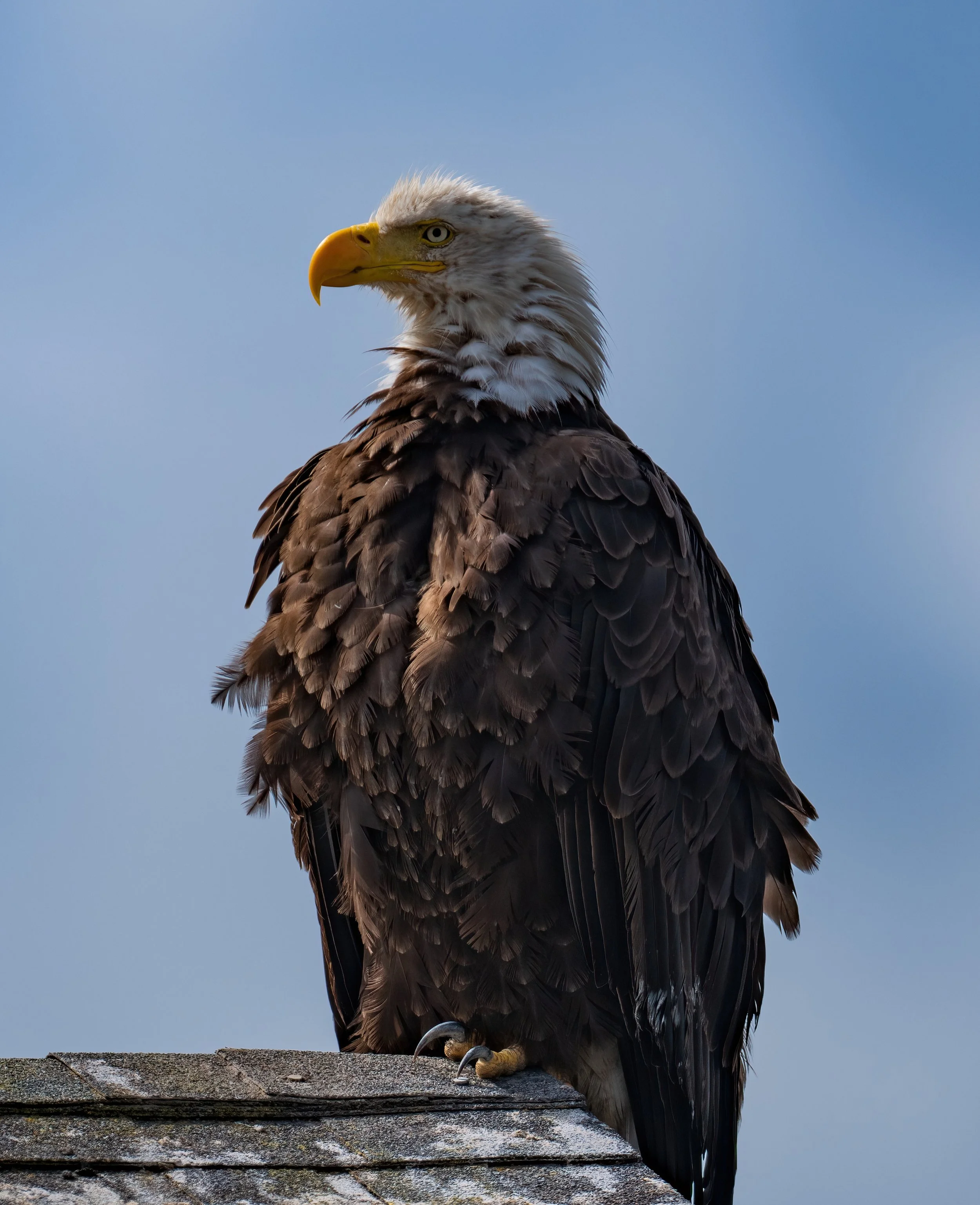 Eagle Nisqually -3-D.jpg