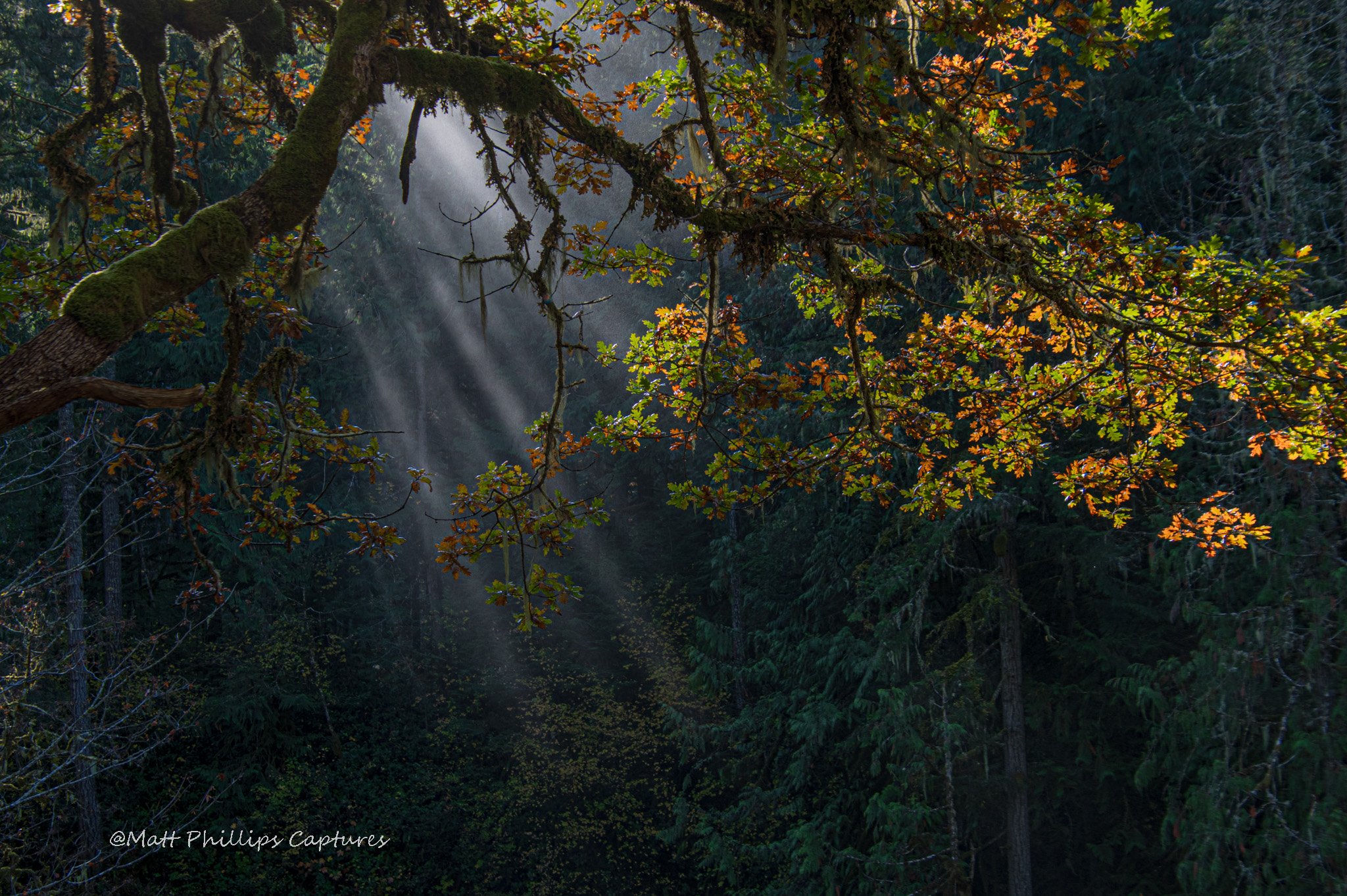 Dechutes see the light WM.jpg