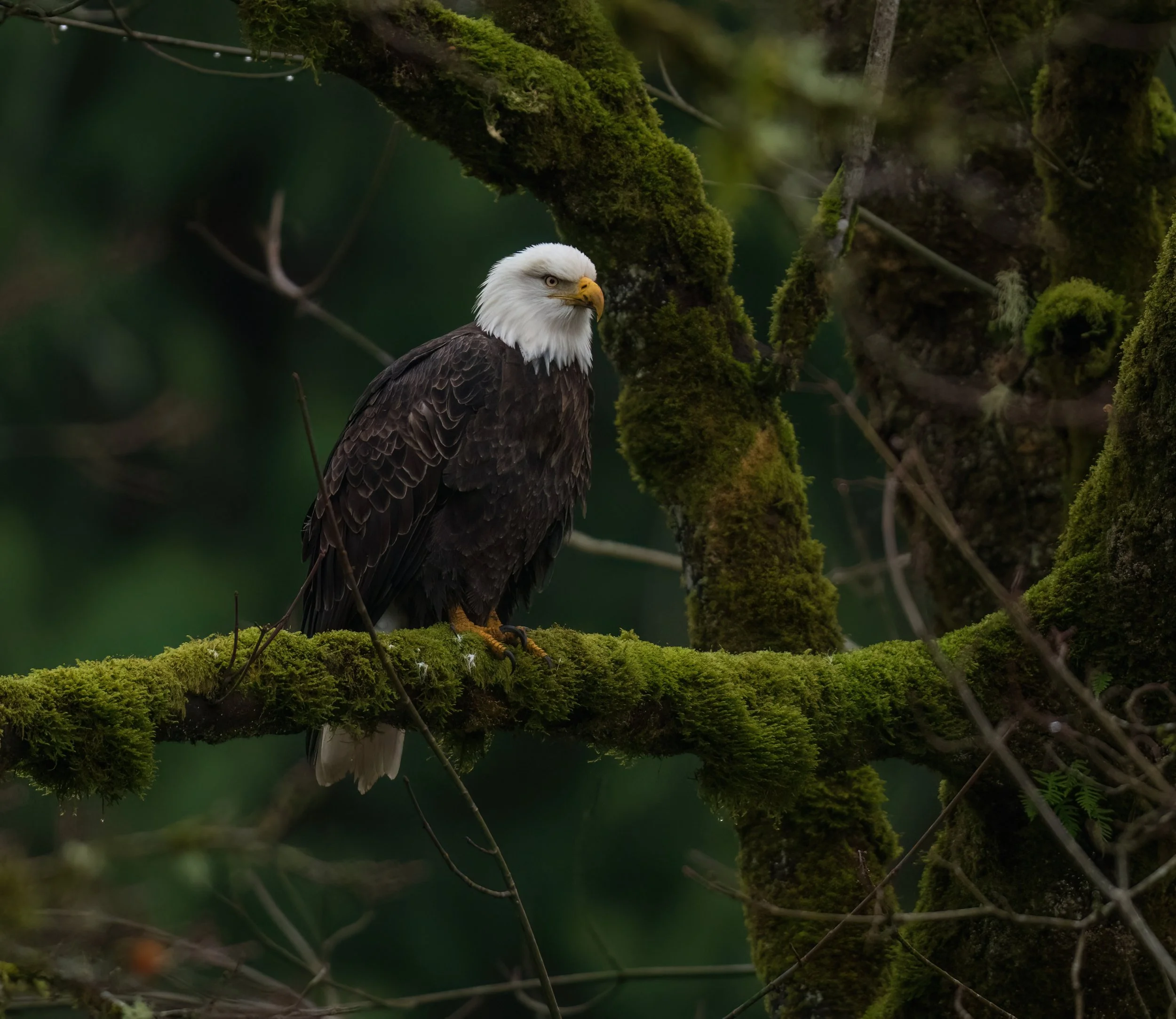 Bald Eagle in the forest