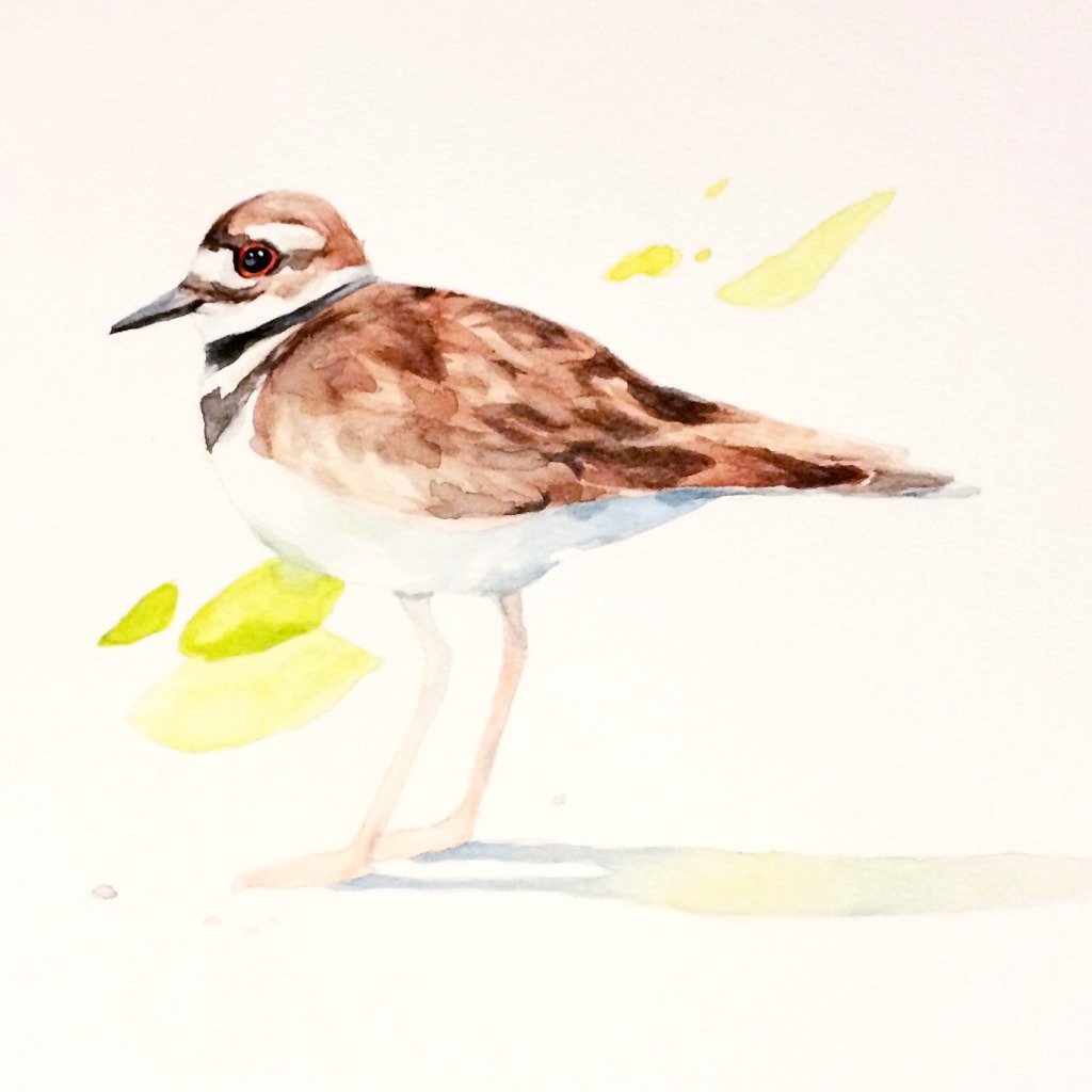 killdeerbird_watercolor.jpg
