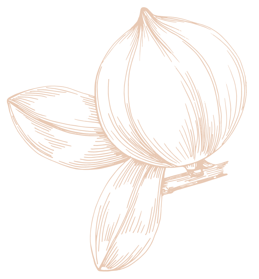 History of Macadamia Nuts in Hawaii — Hawaii Macadamia Nut Association