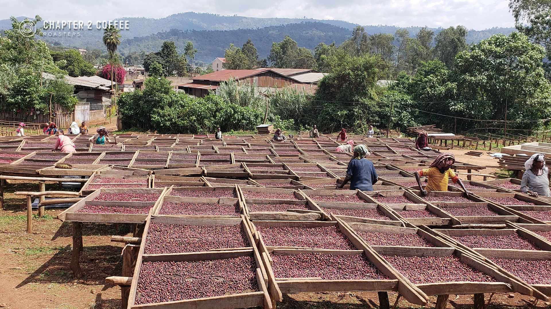 How Growing Altitude Changes the Taste of Your Coffee Beans