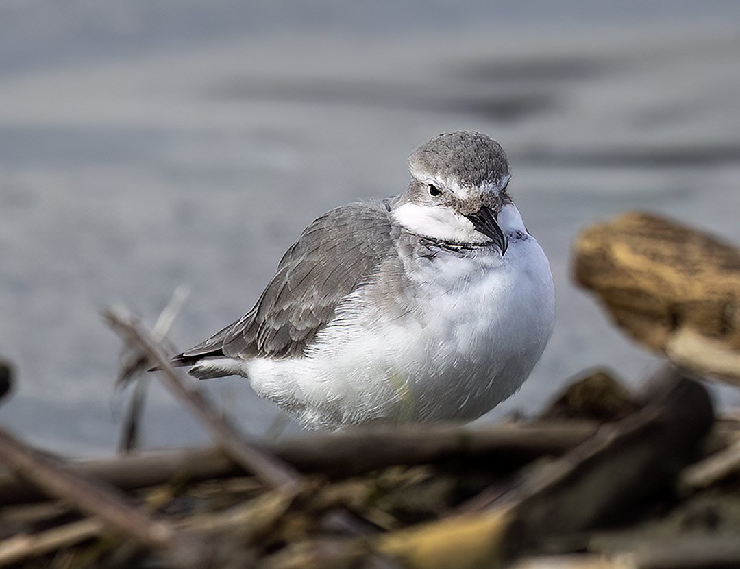 Wrybill the only bird with a sideways curved bill, which can be seen clearly in this image.