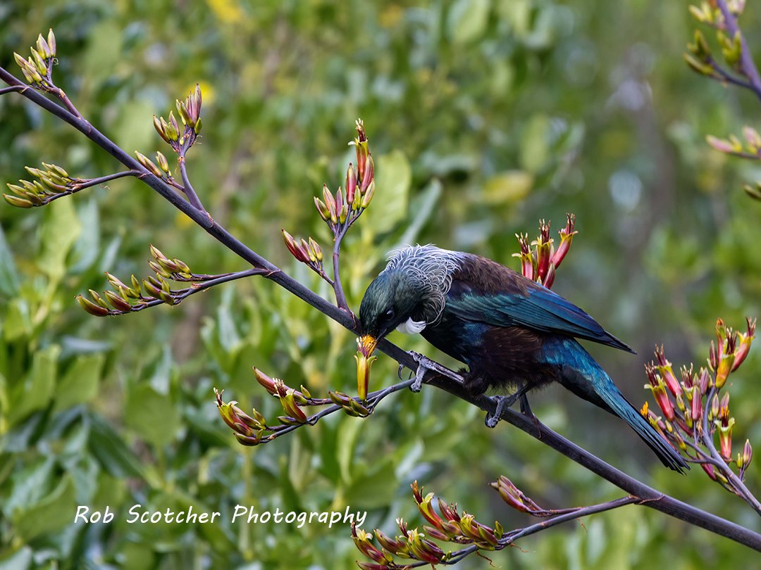 IMG_3073_20101023 Tui copy.jpg