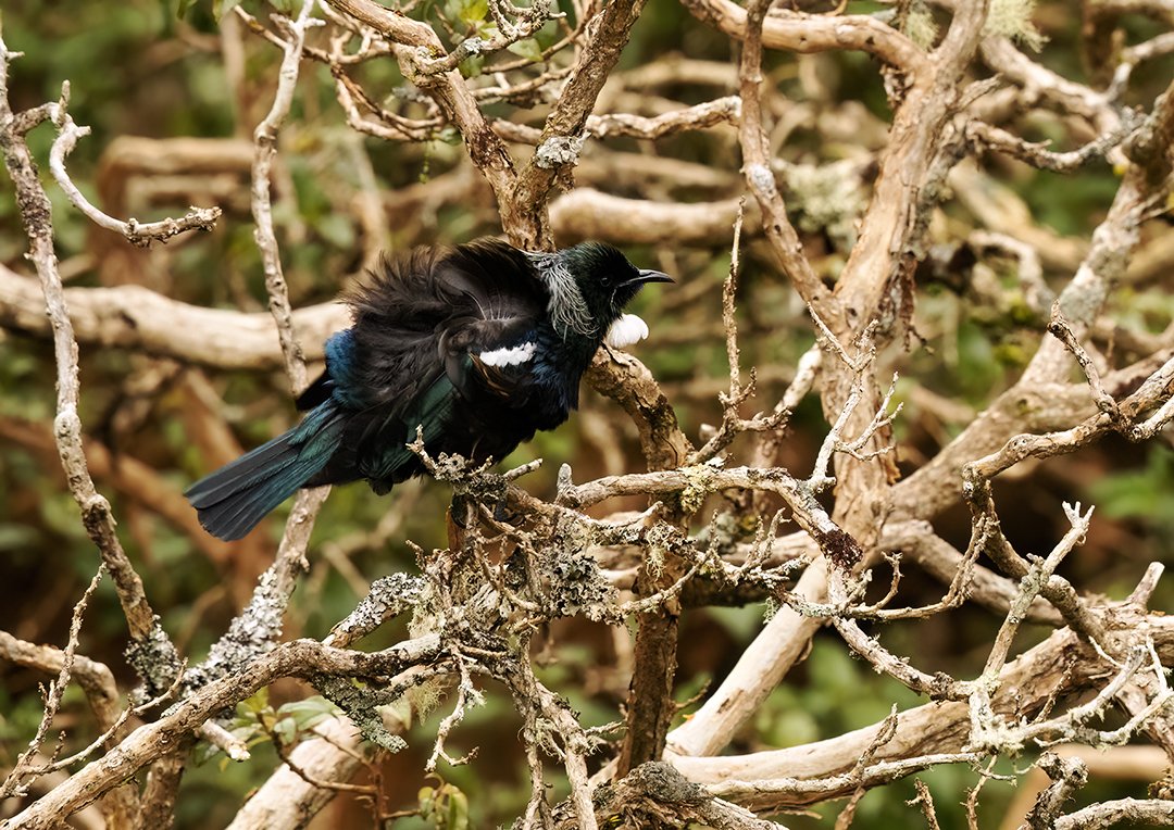 2V5A2180 Ruffled Tui.jpg