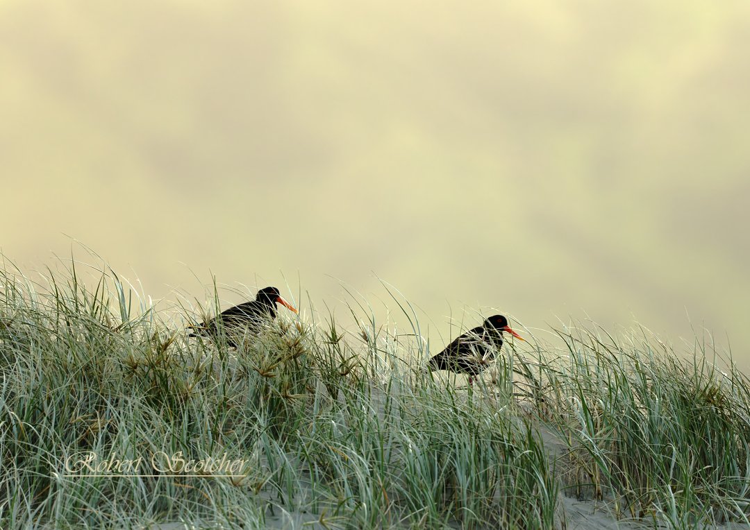 20241122-2V5A6119 variable oystercatcher.jpg