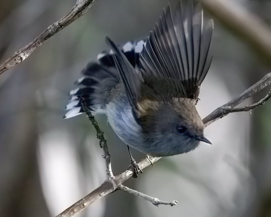 Grey Warbler